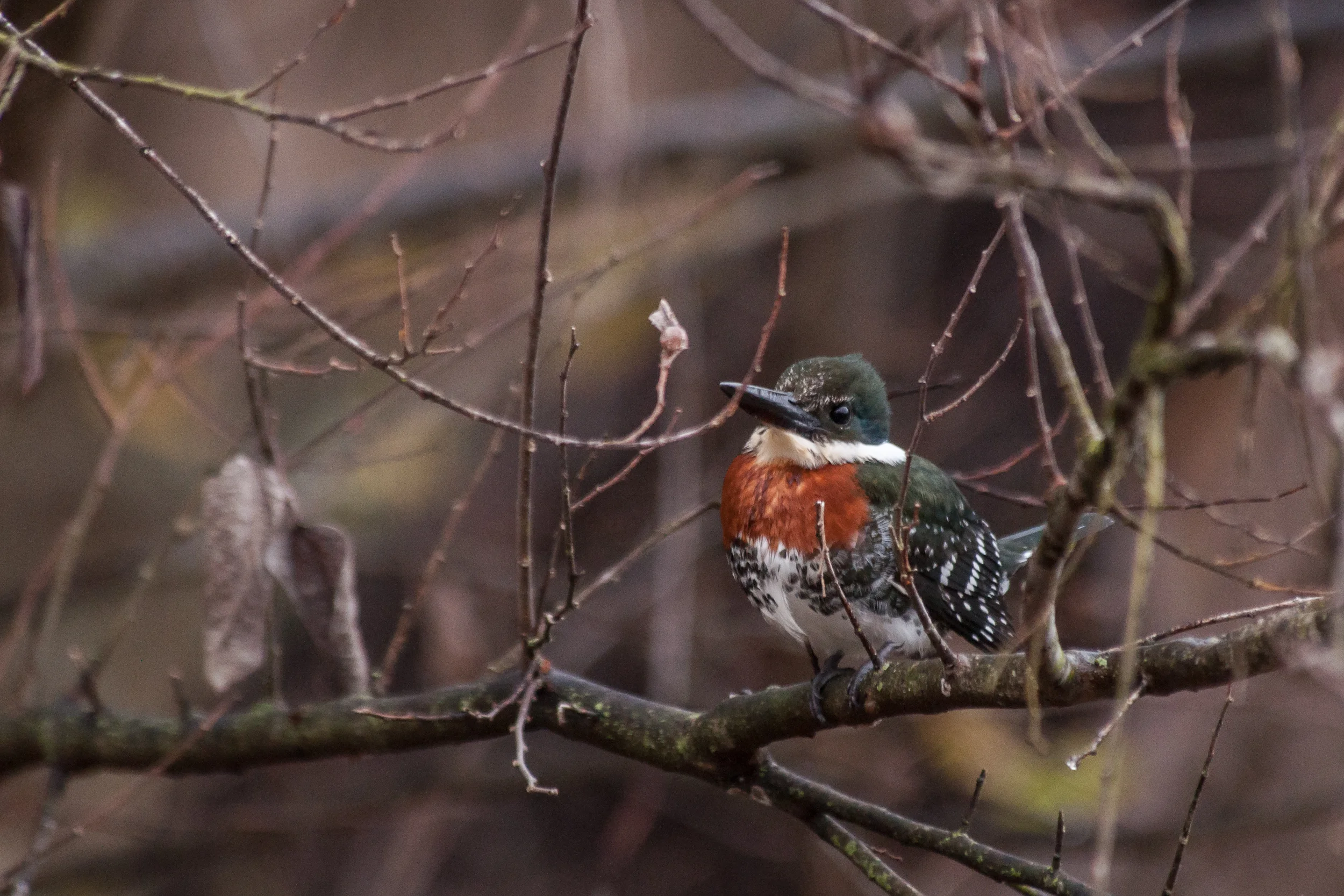 Species: Green Kingfisher Photo Credit: Alyssia Church Date: December 2017 Location: Bexar County