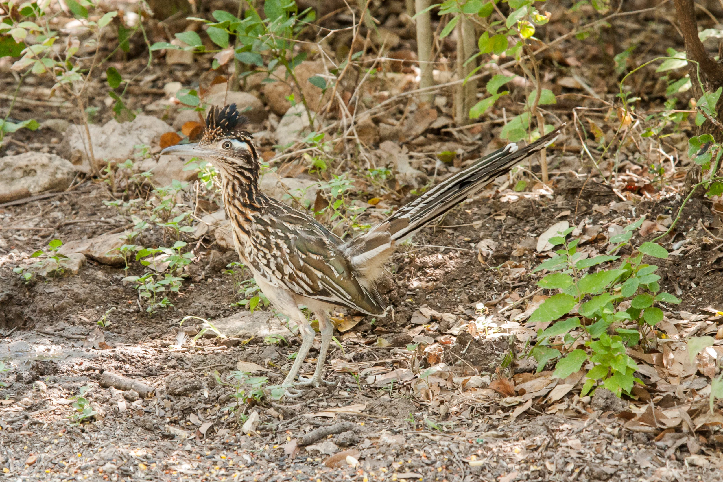 Species: Greater Roadrunner Photo Credit: Alyssia Church Date: August 2017 Location: Warbler Woods Bird Sanctuary