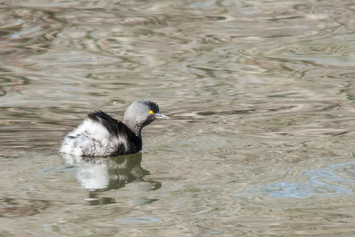 Species: Least Grebe Photo Credit: Alyssia Church Date: January 2017 Location: Mitchell Lake