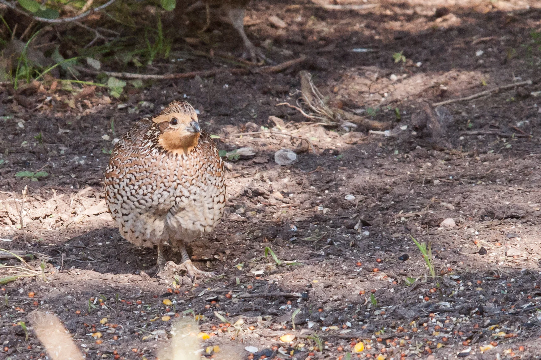 Species: Northern Bobwhite (female) Photo Credit: Alyssia Church Date: November 2016 Location: Warbler Woods Bird Sanctuary
