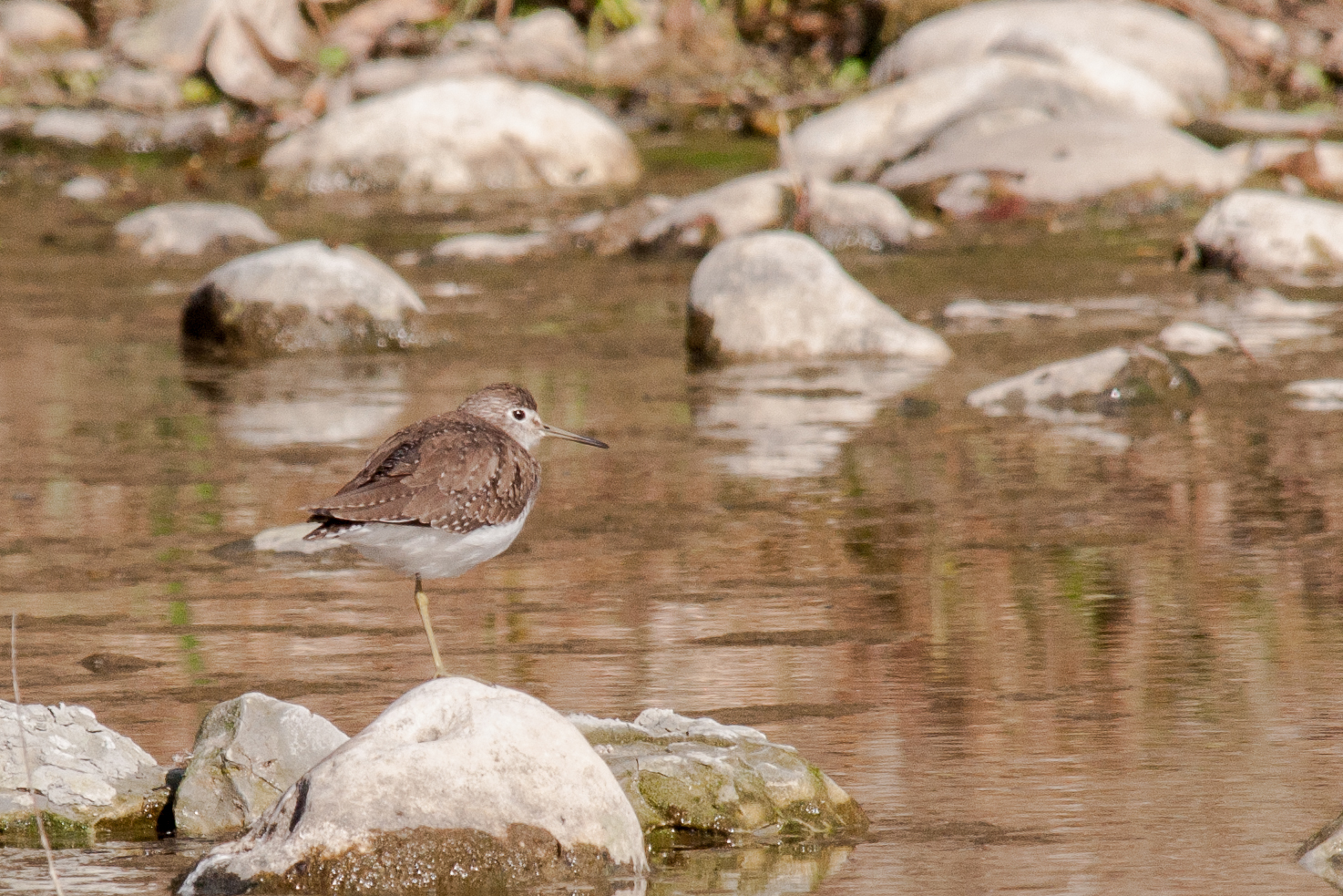 Species: Solitary Sandpiper Photo Credit: Alyssia Church Date: January 2017 Location: Crescent Bend Nature Park