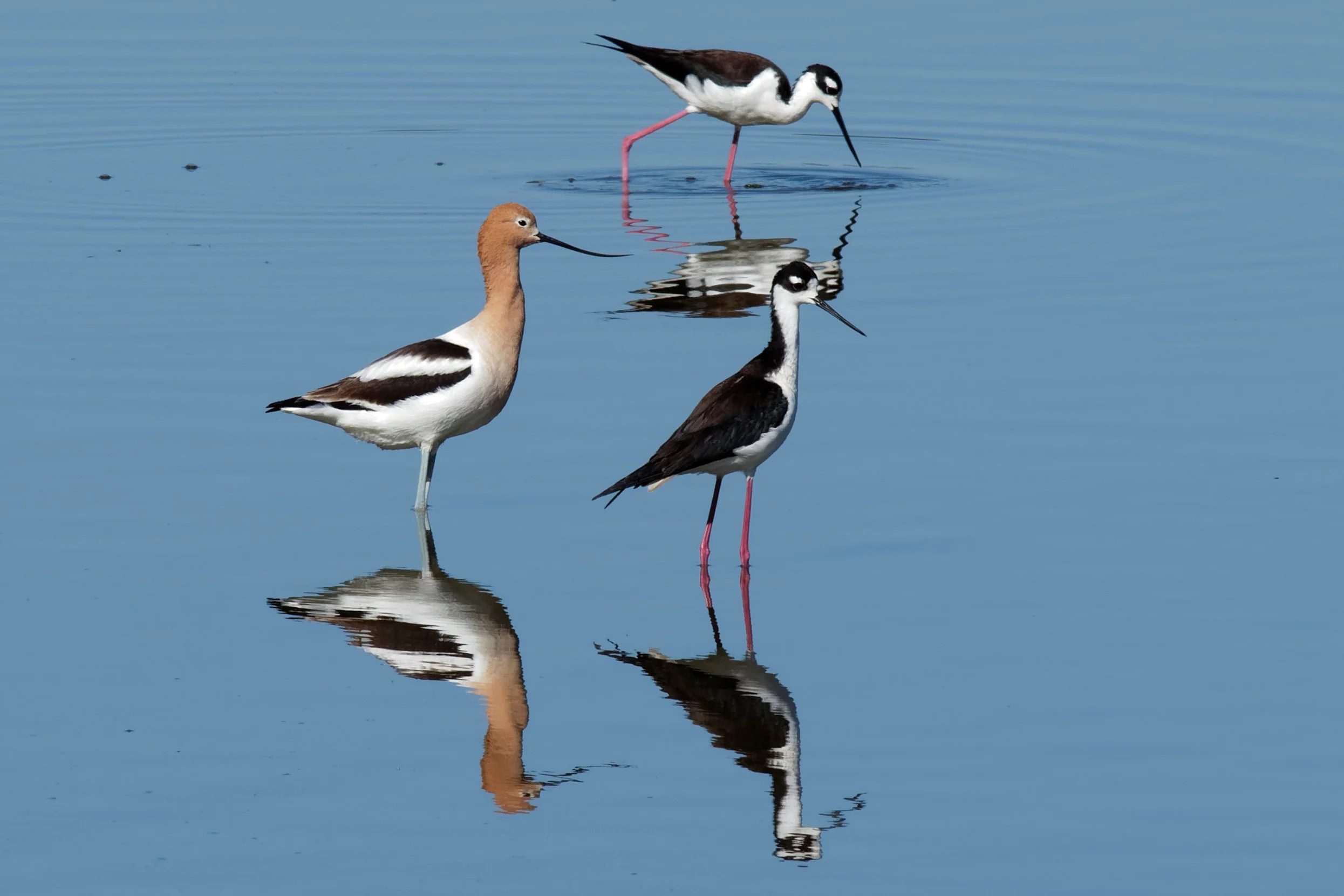 Species: American Avocet and Black-necked Stilt Photo Credit: Dina Perry Date: April 2018 Location: Mitchell Lake Audubon Center