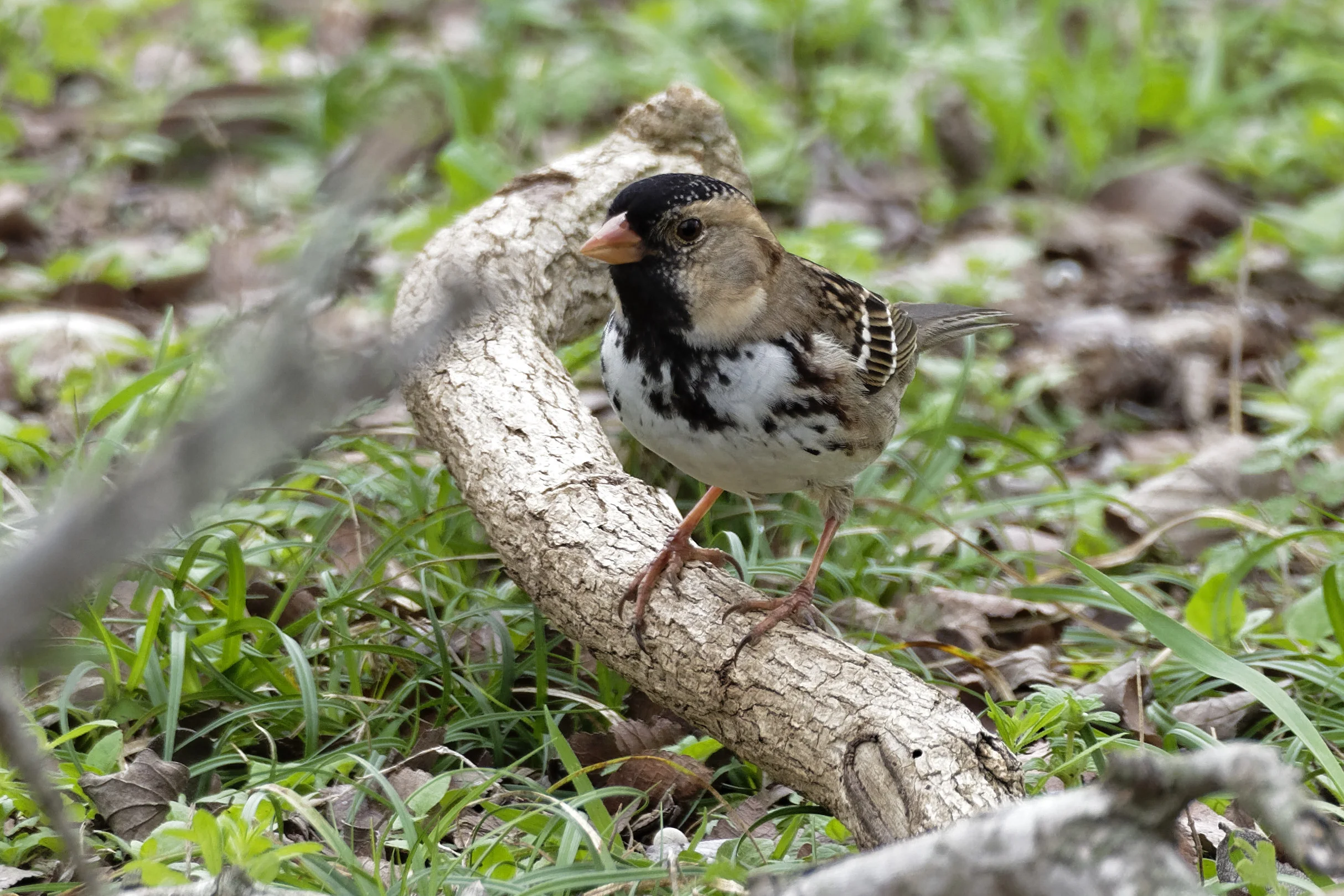 Species: Harris’s Sparrow Photo Credit: Dina Perry Date: February 2018 Location: Crescent Bend Nature Park