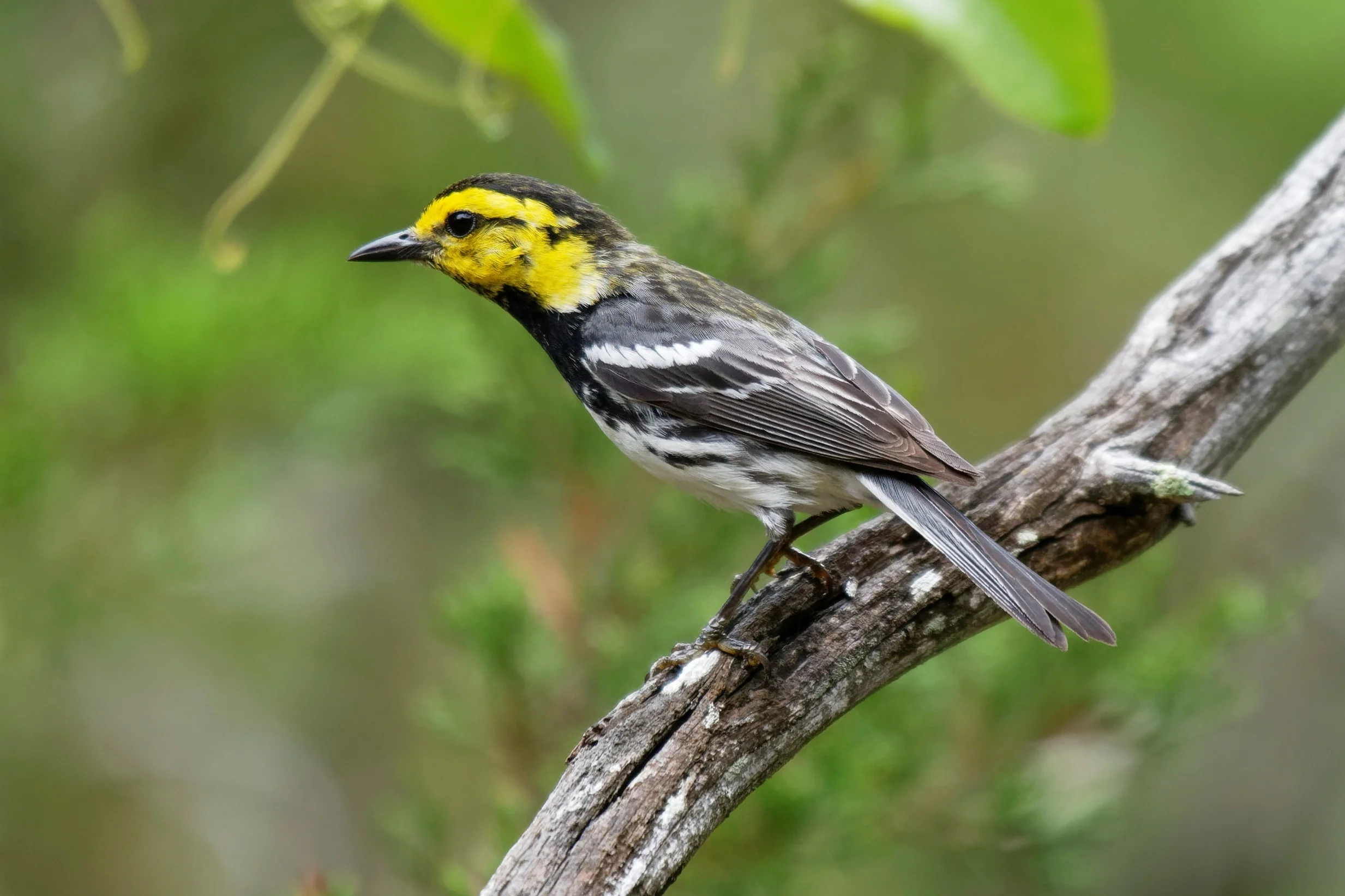 Species: Golden-cheeked Warbler Photo Credit: Dina Perry Date: May 2018 Location: Friedrich Wilderness Park
