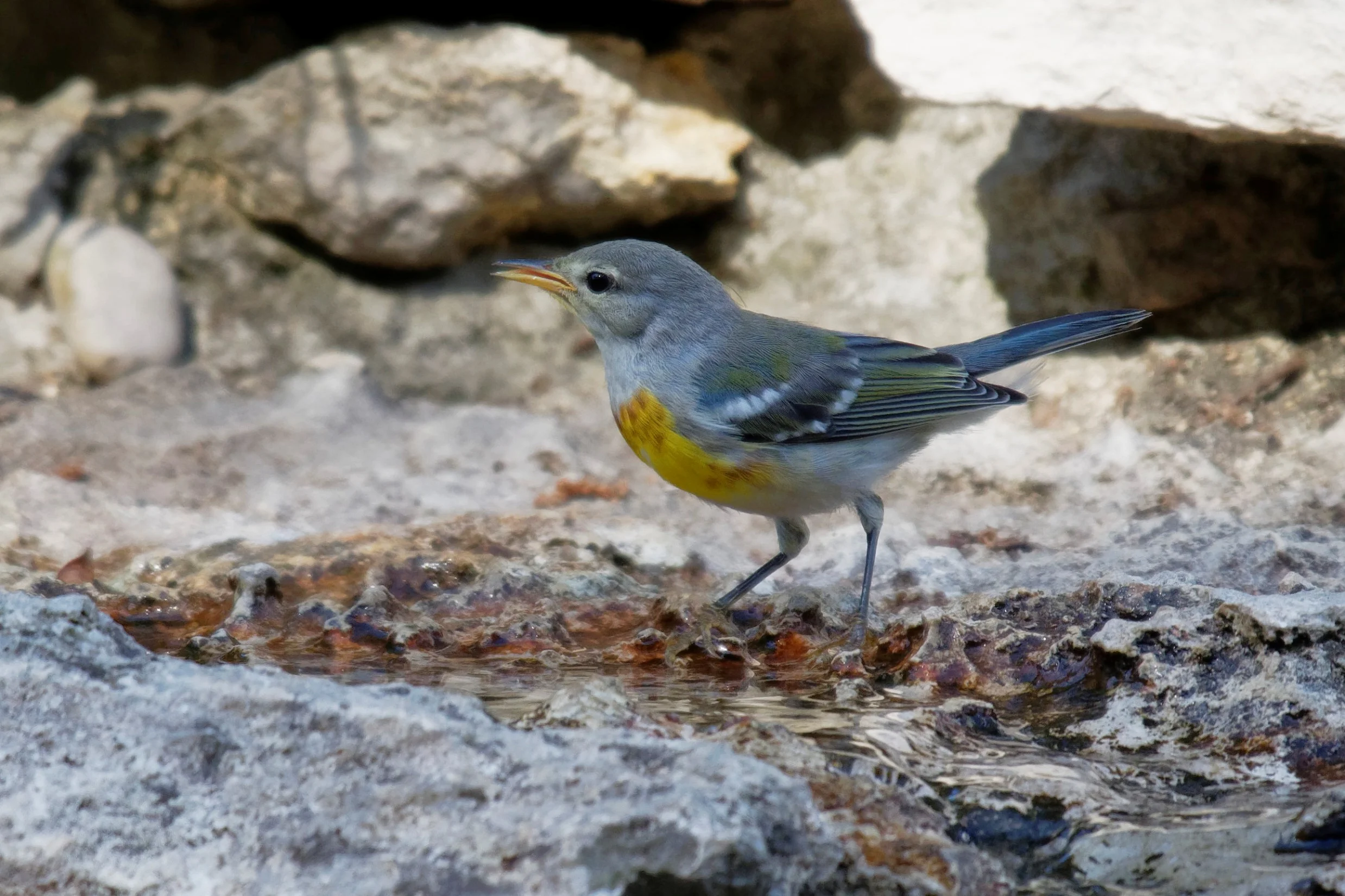 Species: Northern Parula Photo Credit: Dina Perry Date: June 2018 Location: Guadalupe River State Park