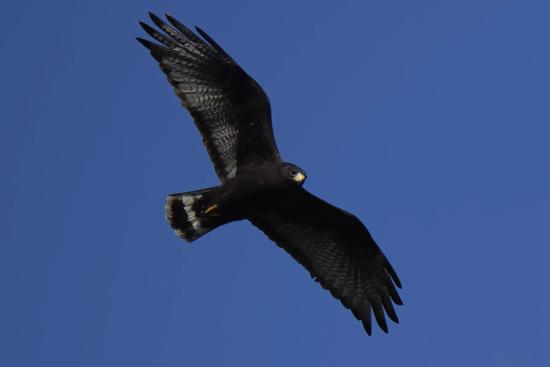 Species: Zone-tailed Hawk Photo Credit: Dina Perry Date: December 2018 Location: Pearsall Park