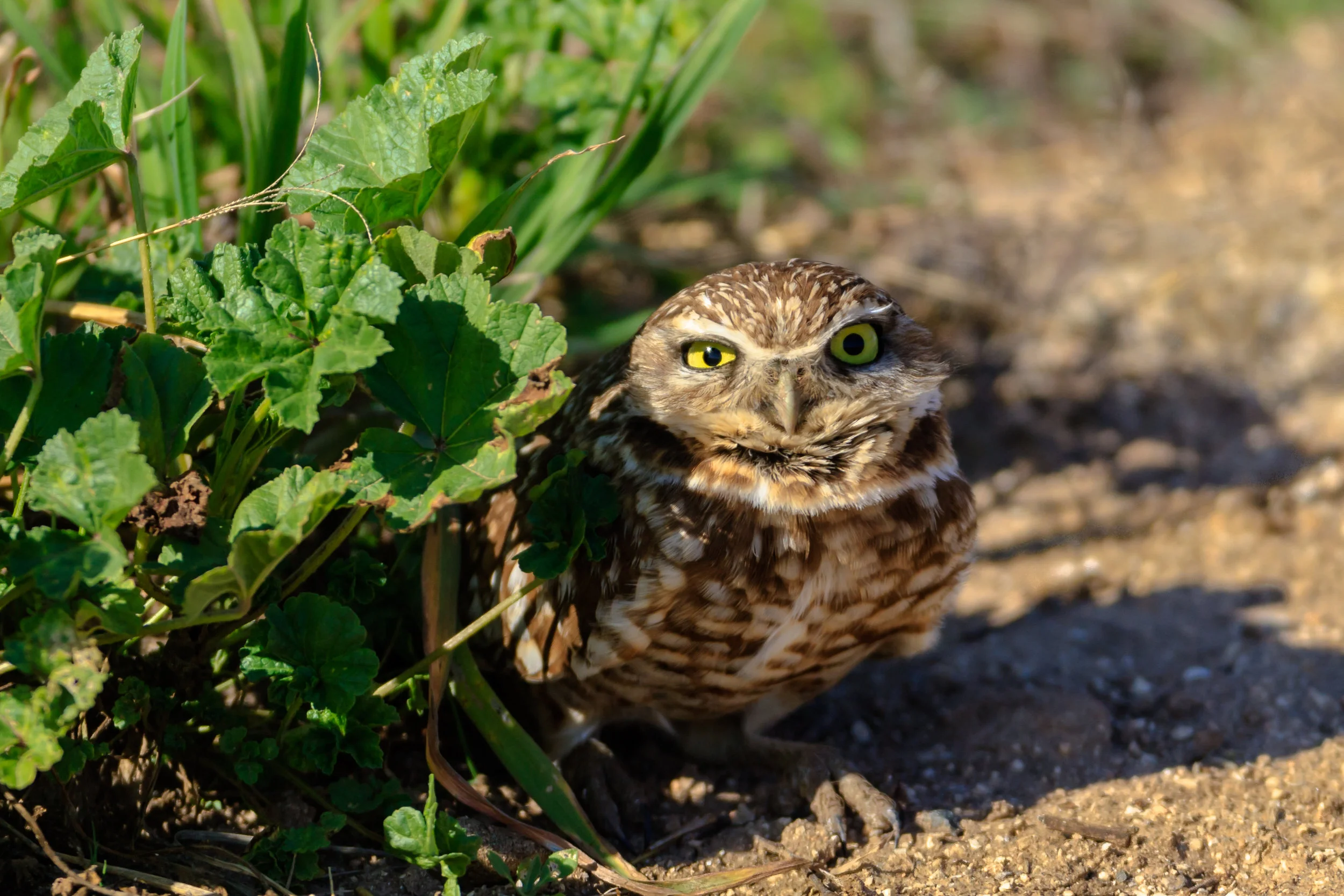 Species: Burrowing Owl Photo Credit: Damian Martinez Date: January 2018 Location: Mechler Rd., Bexar County