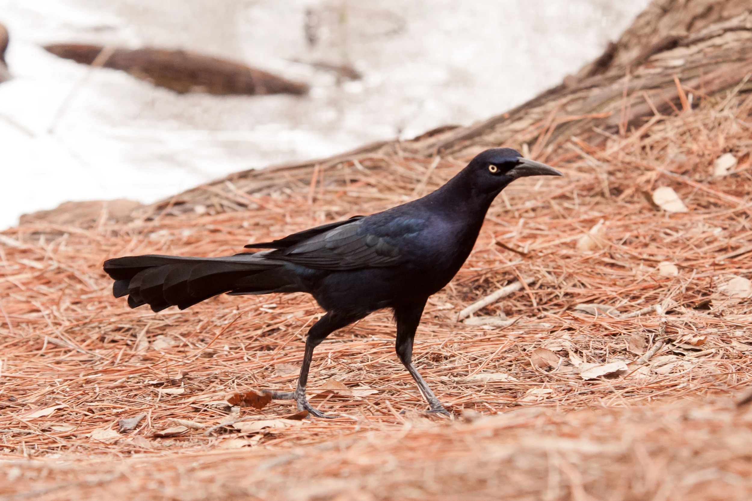 Species: Great-tailed Grackle Photo Credit: Alyssia Church Date: March 2018 Location: San Antonio Botanical Gardens