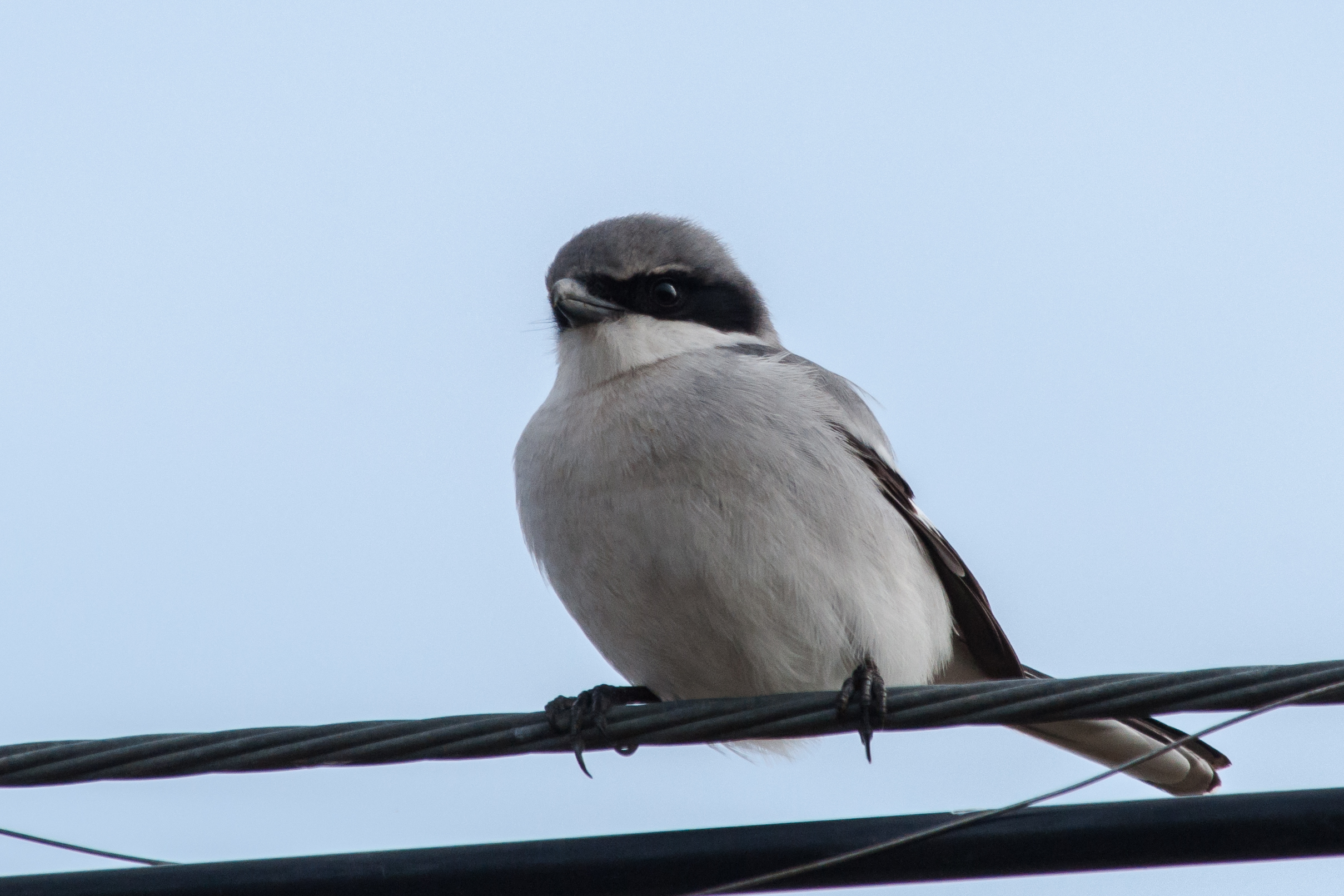 Species: Loggerhead Shrike Photo Credit: Alyssia Church Date: December 2016 Location: Warbler Woods Bird Sanctuary
