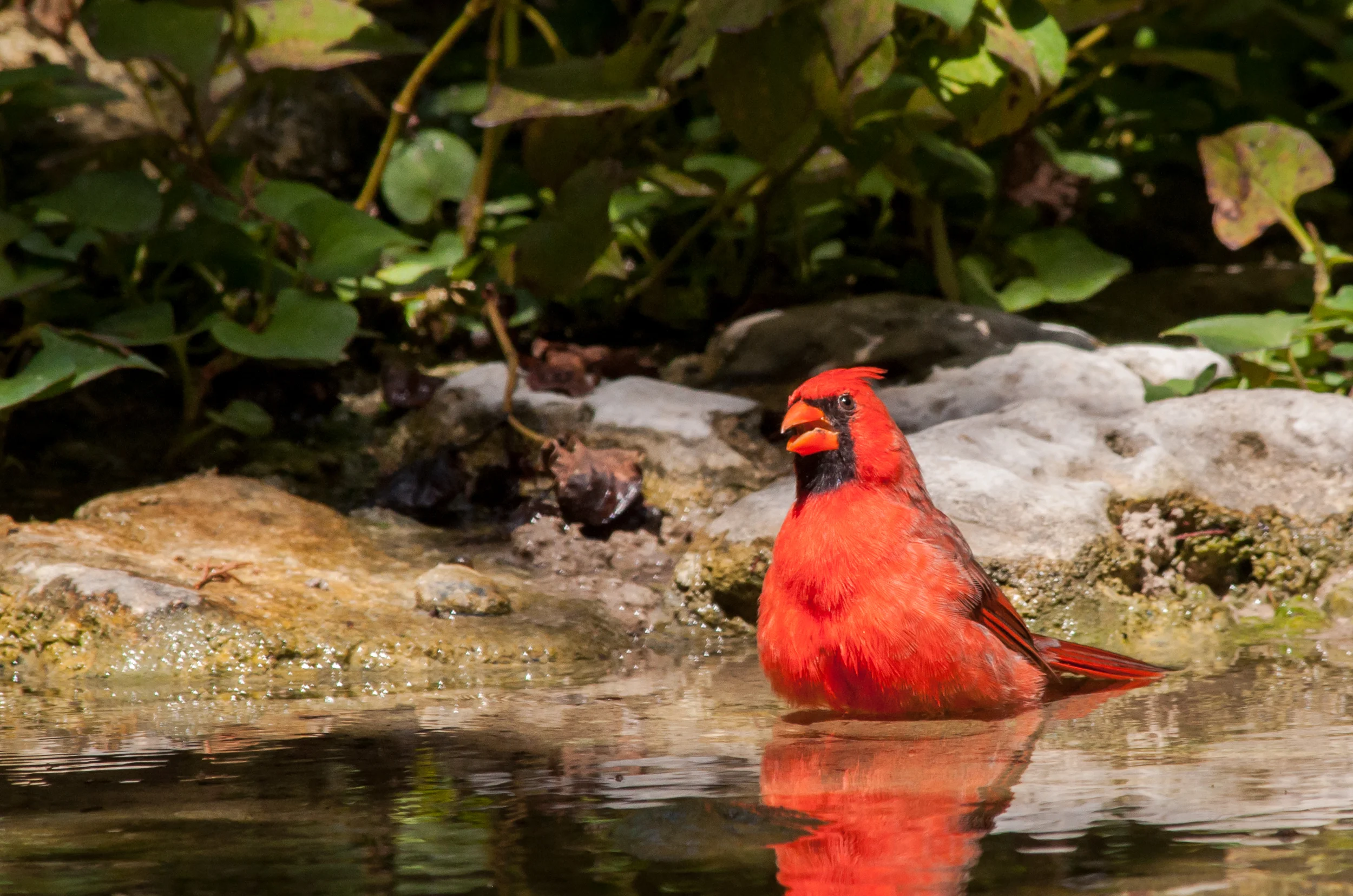 Species: Northern Cardinal (male) Photo Credit: Alyssia Church Date: September 2016 Location: Warbler Woods Bird Sanctuary