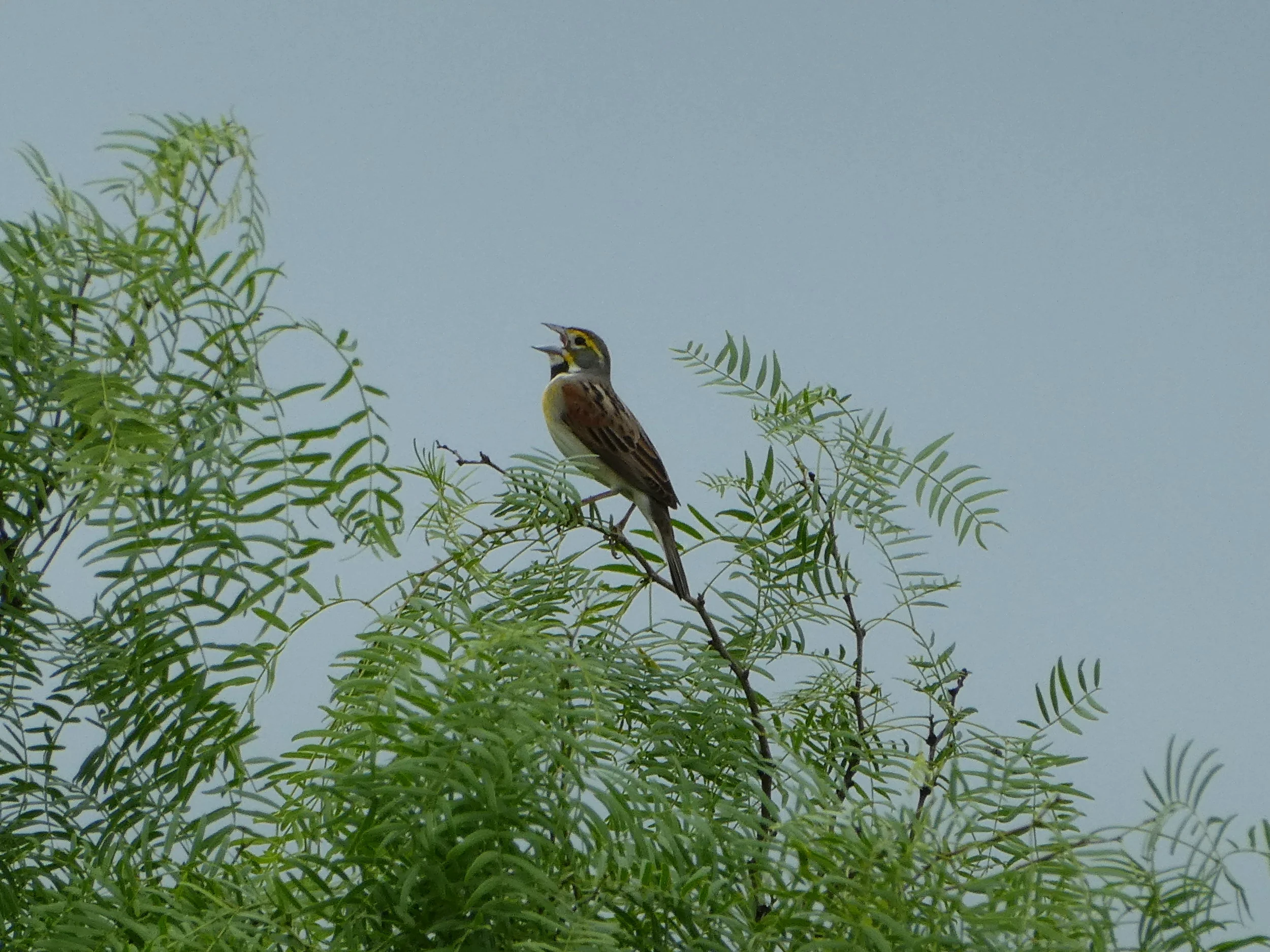 Species: Dickcissel Photo Credit: Patsy Kuentz Date: April 2019 Location: Land Heritage Institute