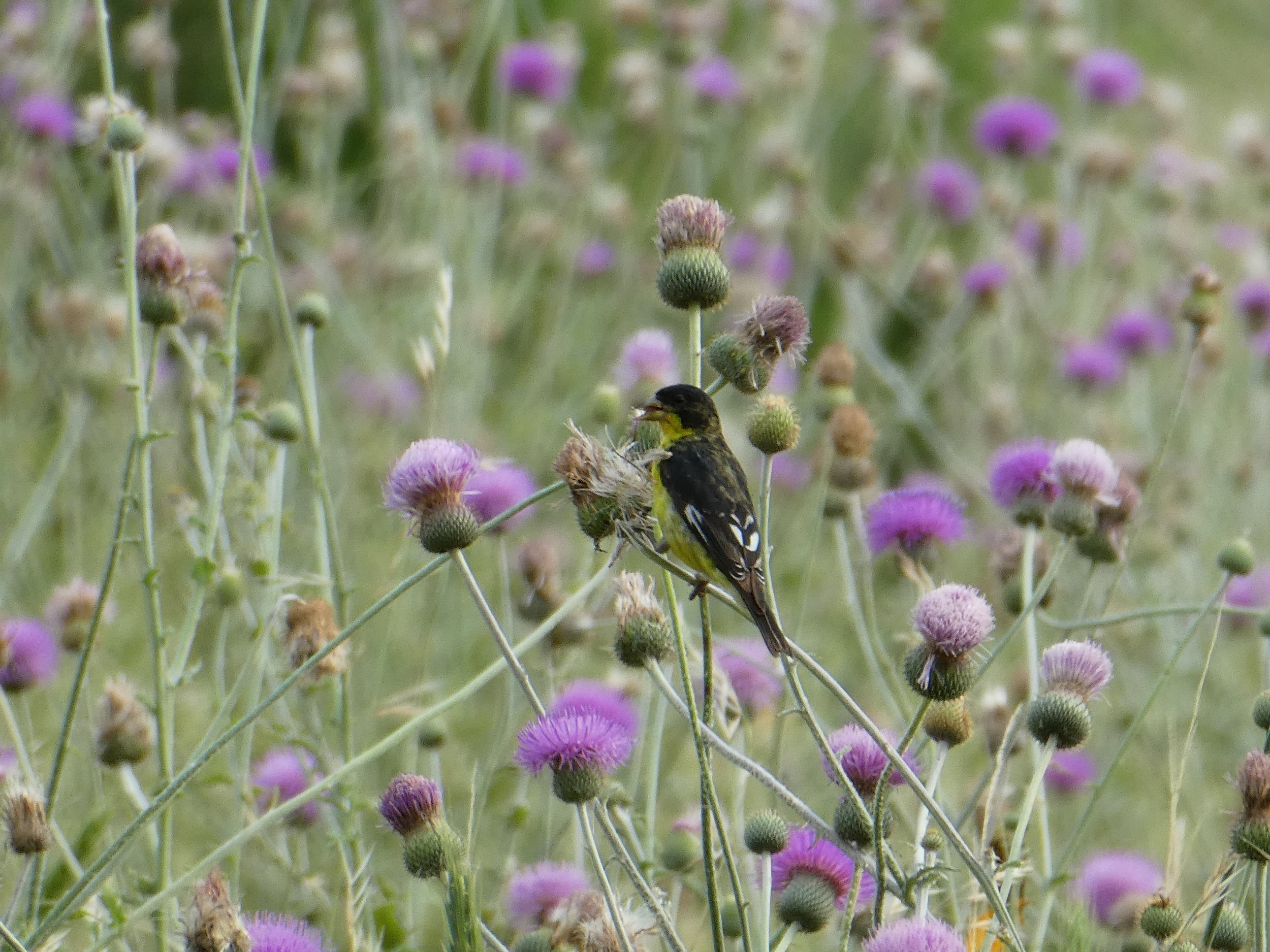 Species: Lesser Goldfinch Photo Credit: Patsy Kuentz Date: May 2019 Location: Phil Hardberger Park
