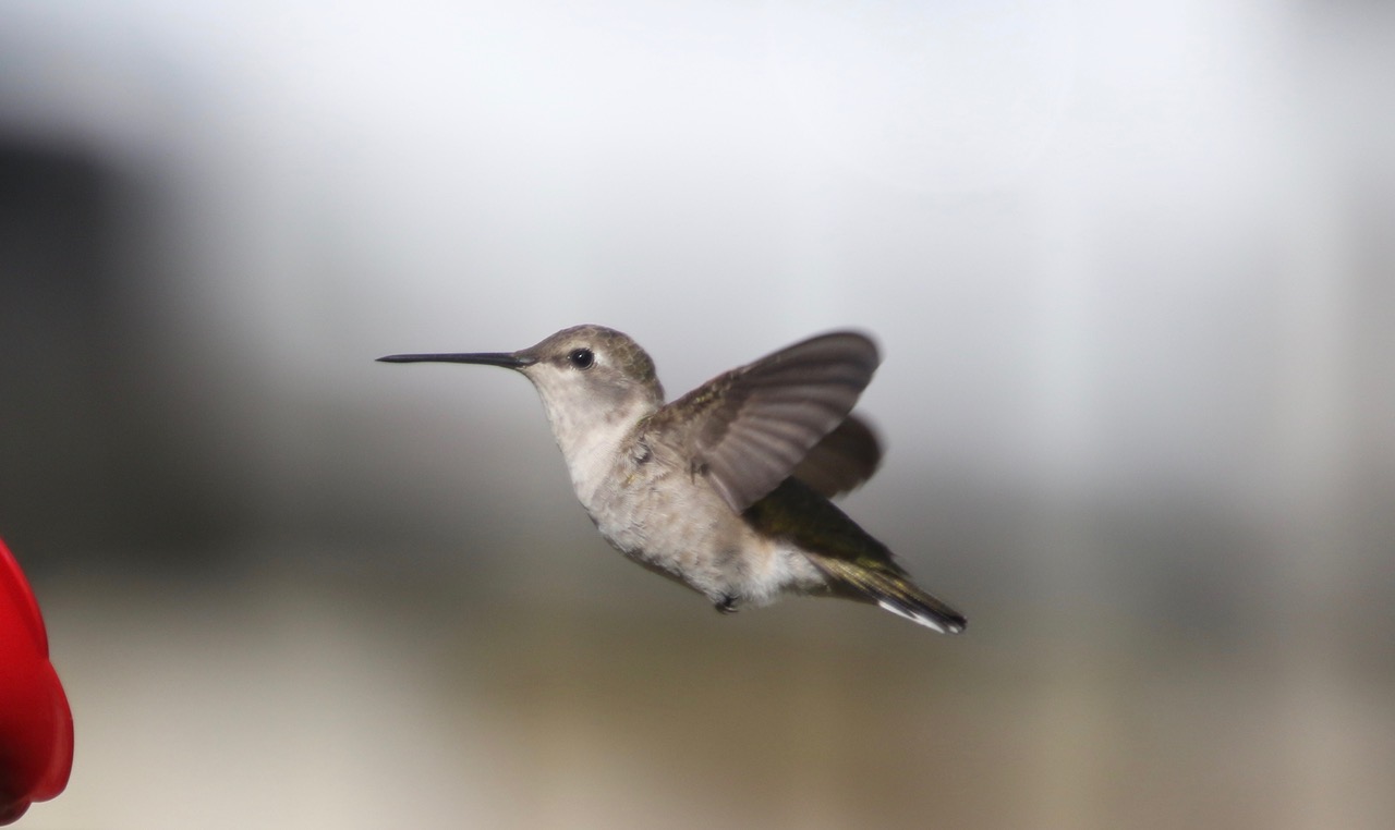 Species: Black-chinned Hummingbird Photo Credit: Zachary Tonzetich Date: March 2019 Location: Northern San Antonio