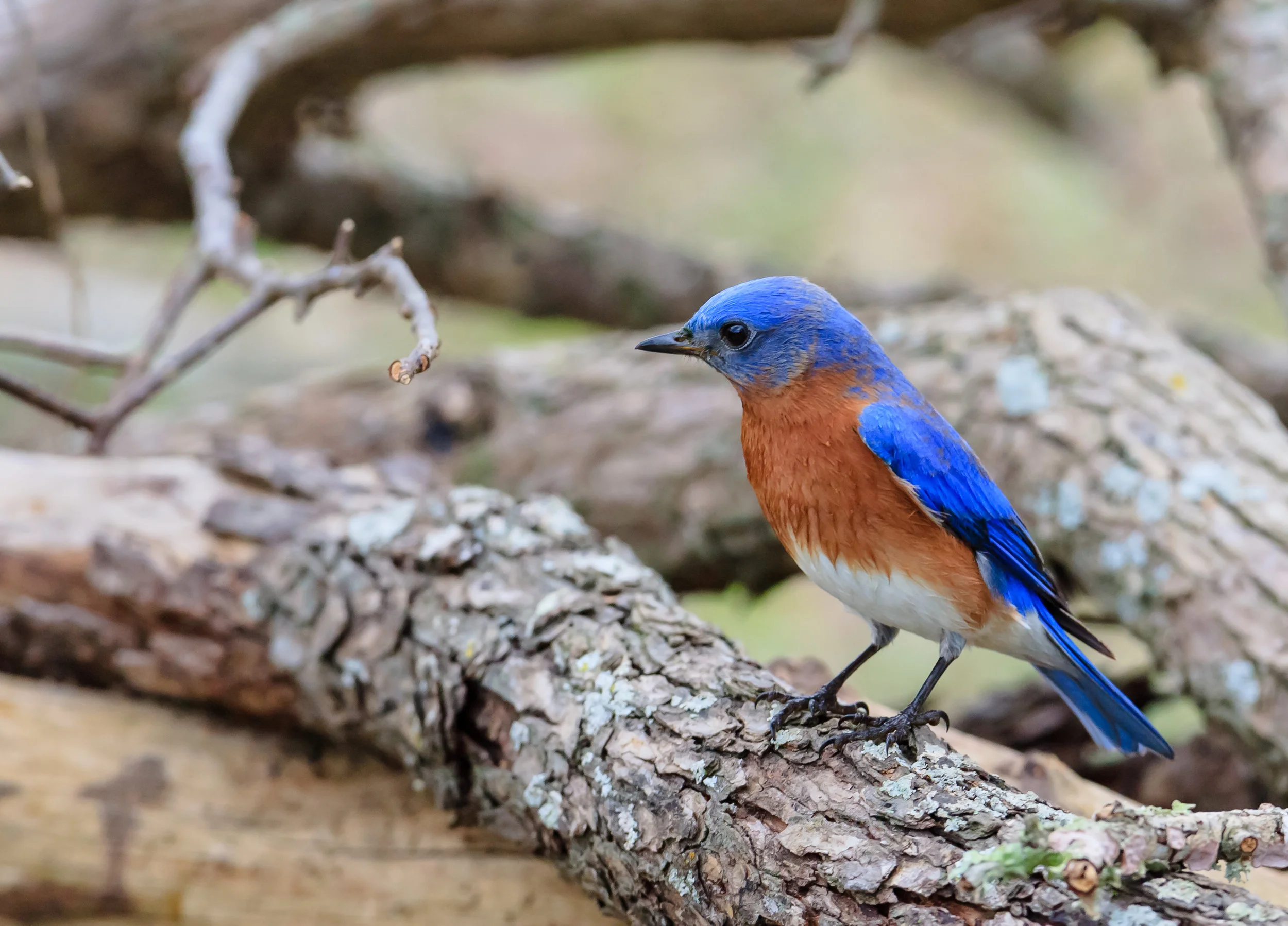 Species: Eastern Bluebird Photo Credit: Damian Martinez Date: Jan 2017 Location: Crescent Bend Nature Park