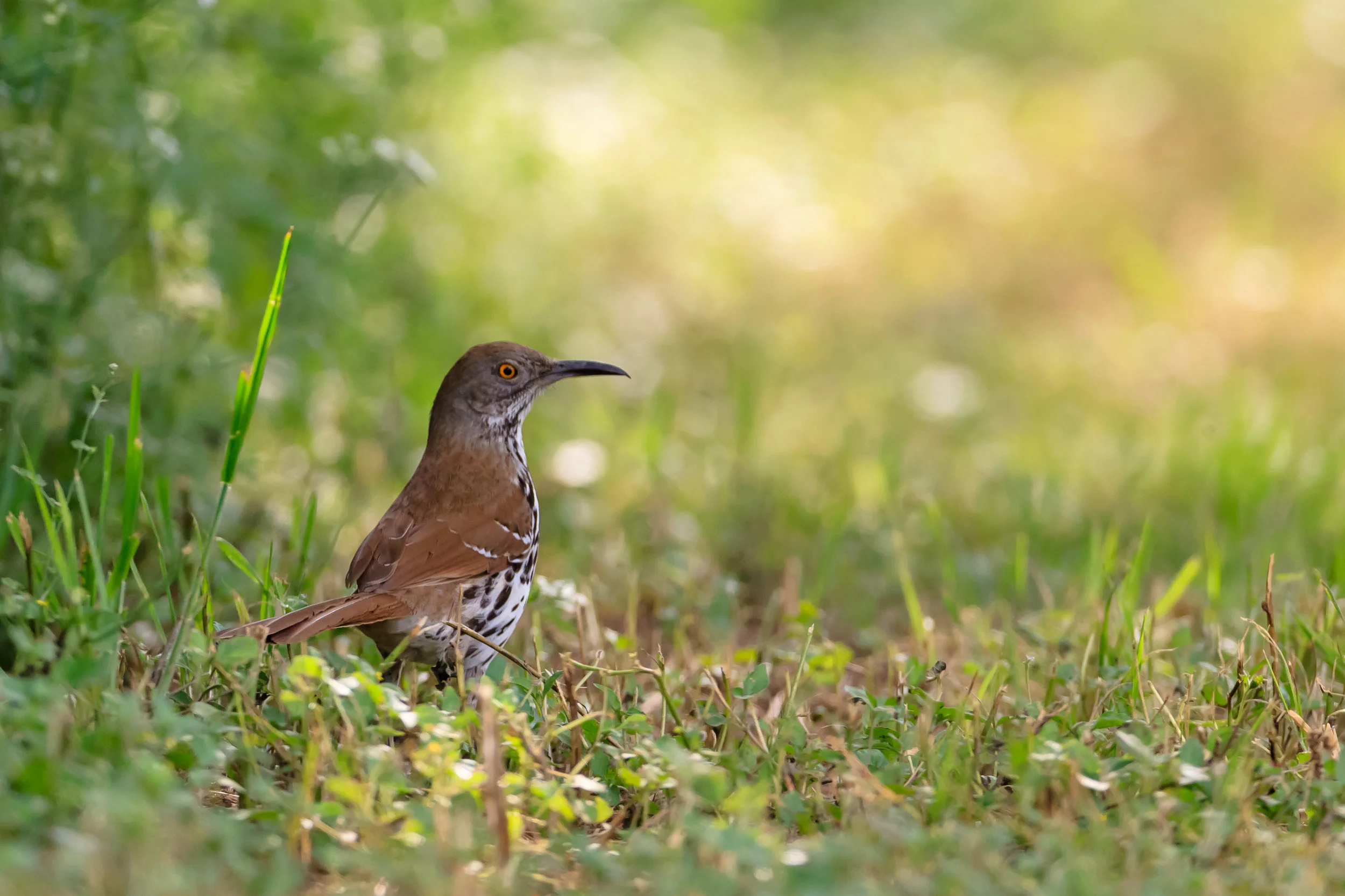 Species: Long-billed Thrasher Photo Credit: Damian Martinez Date: April 2018 Location: Mitchell Lake Audubon Center