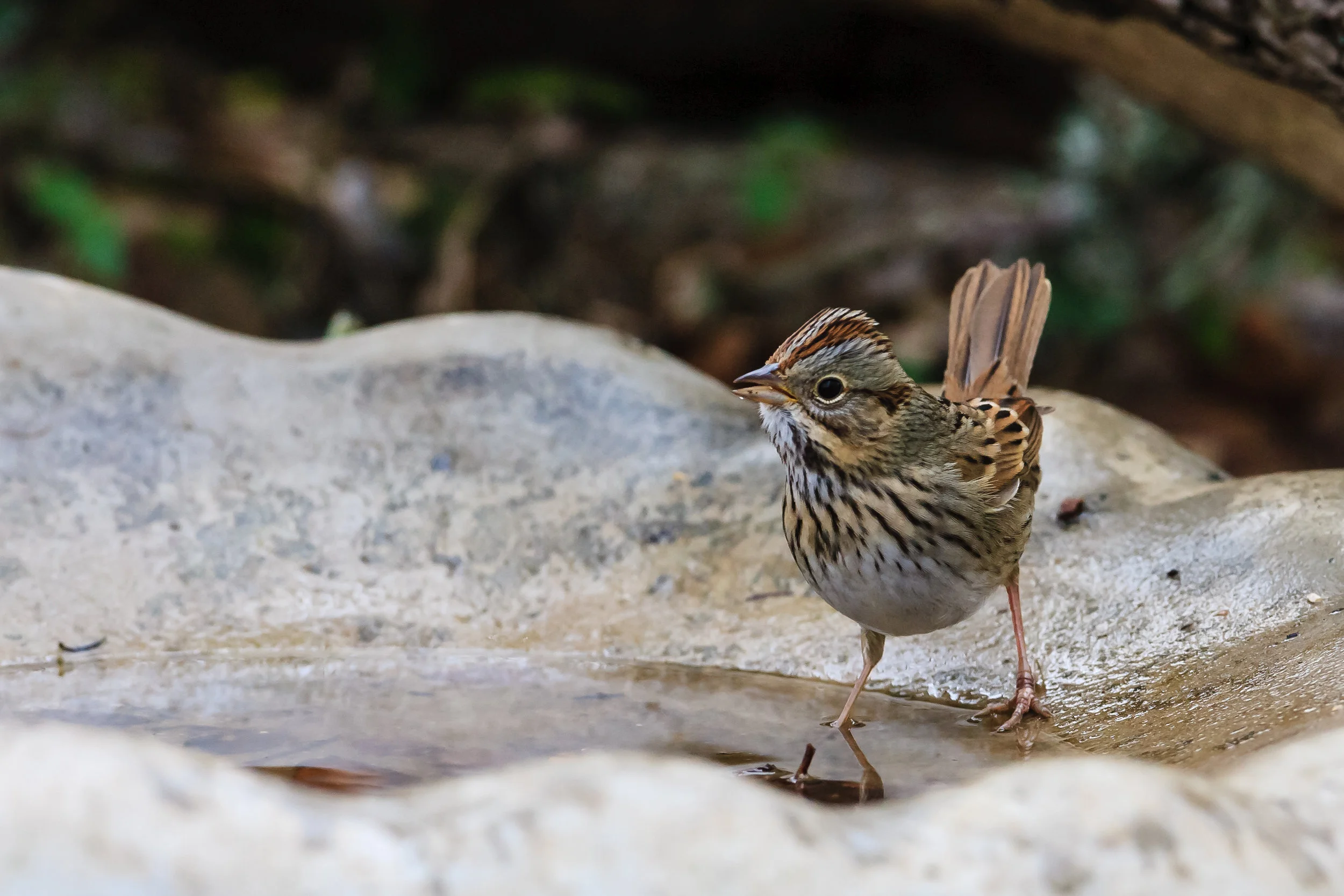 Species: Lincoln’s Sparrow Photo Credit: Damian Martinez Date: January 2017 Location: Crescent Bend Nature Park