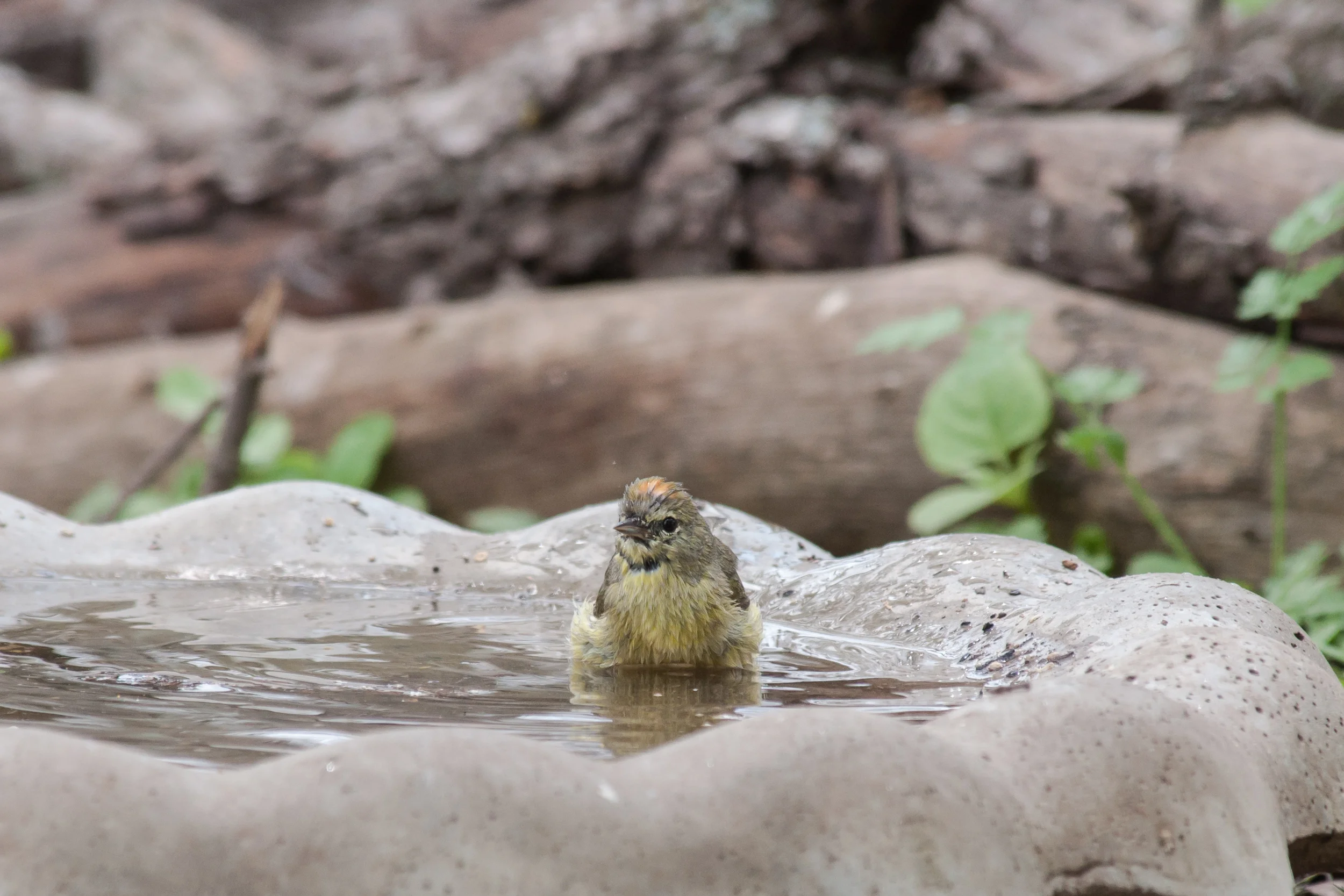 Species: Orange-crowned Warbler Photo Credit: Alyssia Church Date: March 2018 Location: Crescent Bend Nature Park