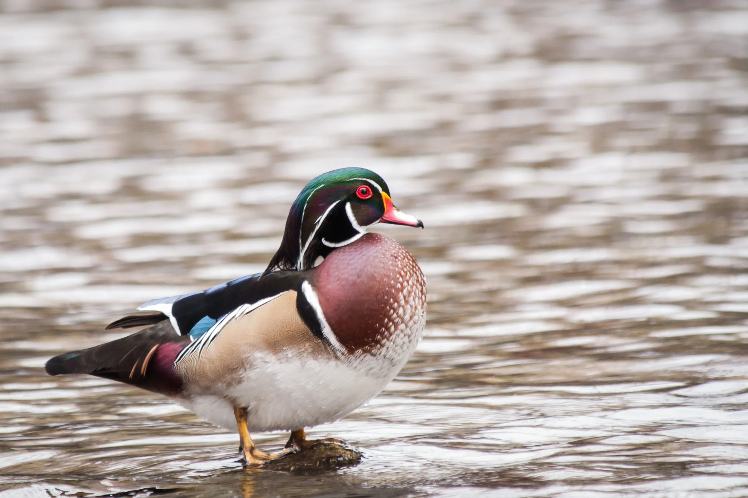 Species: Wood Duck Photo Credit: Alyssia Church Date: February 2018 Location: Landa Park