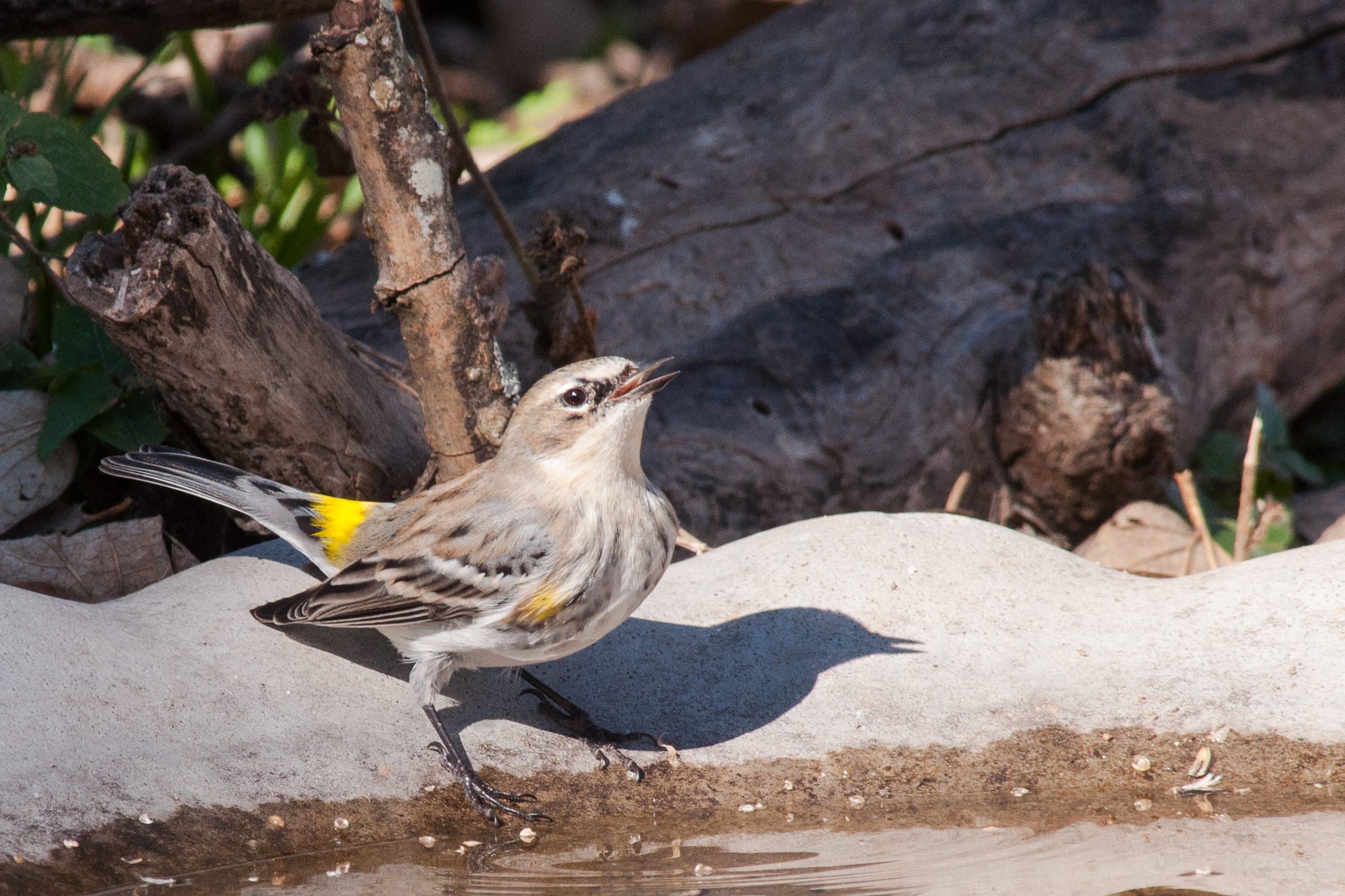 Species: Yellow-rumped Warbler Photo Credit:Alyssia Church Date: January 2017 Location: Crescent Bend Nature Park