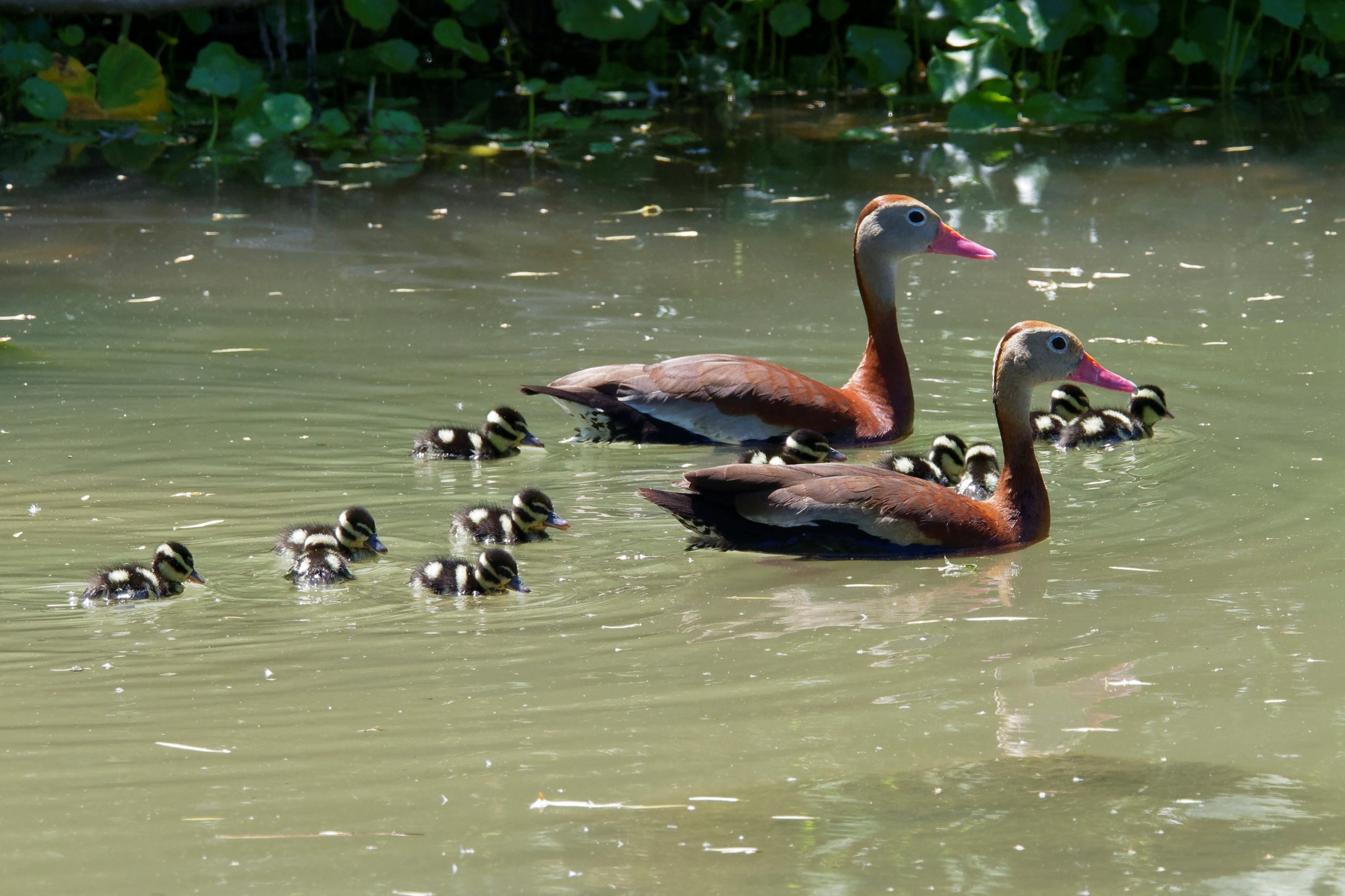 Species: Black-bellied Whistling Duck Photo Credit: Dina Perry Date: May 2018 Location: Confluence Park