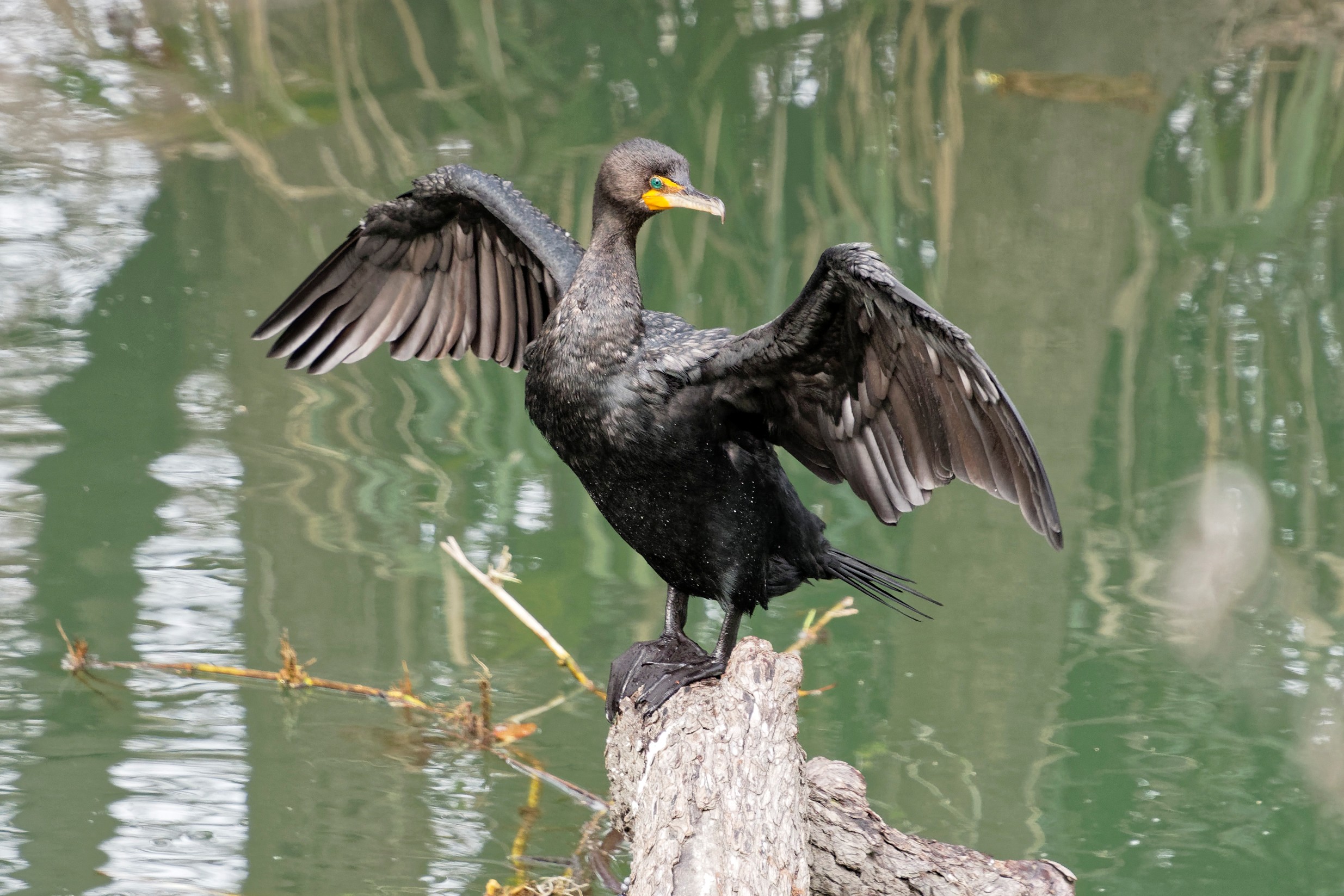 Species: Double-crested Cormorant Photo Credit: Dina Perry Date: February 2018 Location: Brackenridge Park