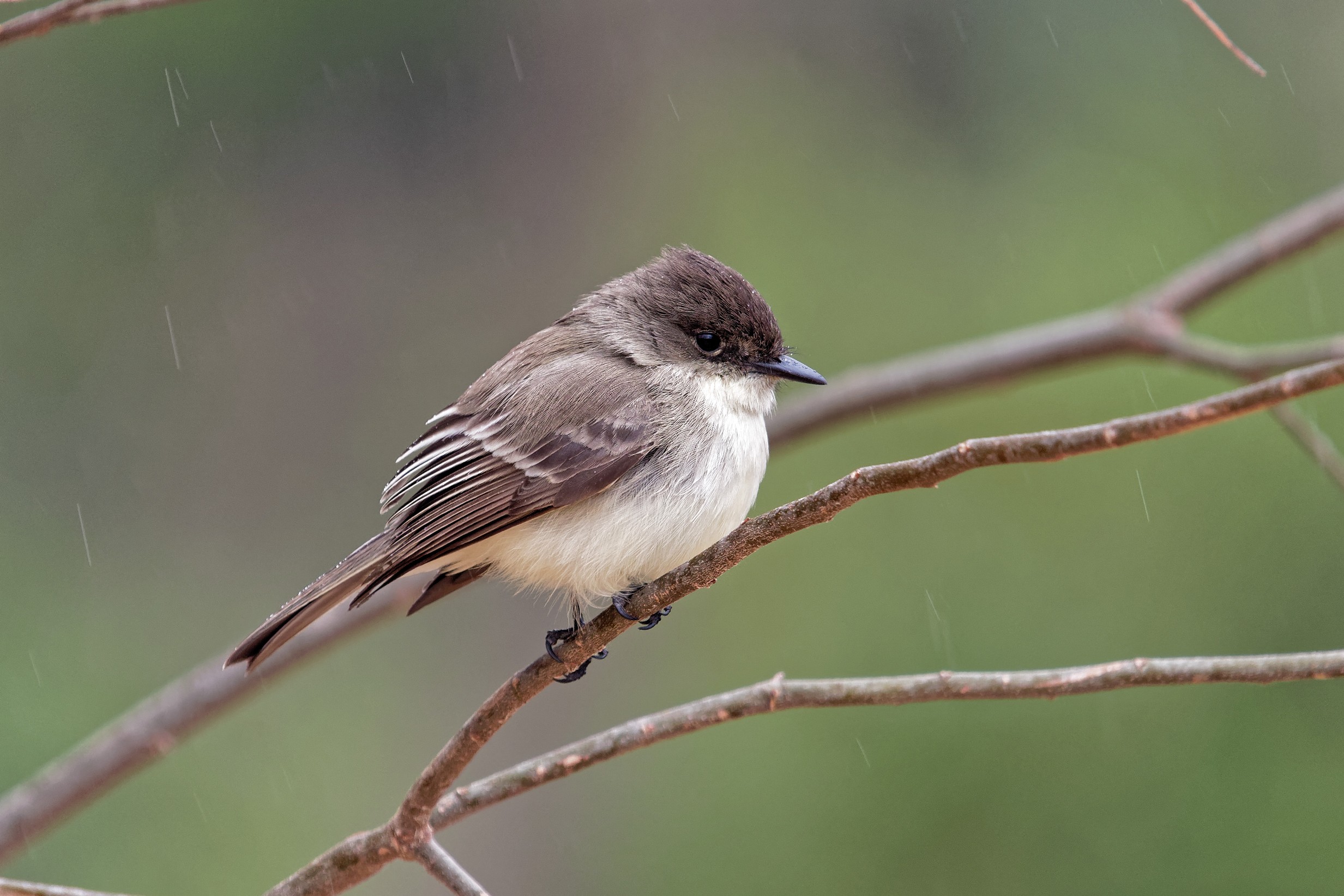 Species: Eastern Phoebe Photo Credit: Dina Perry Date: January 2018 Location: Headwaters Sanctuary
