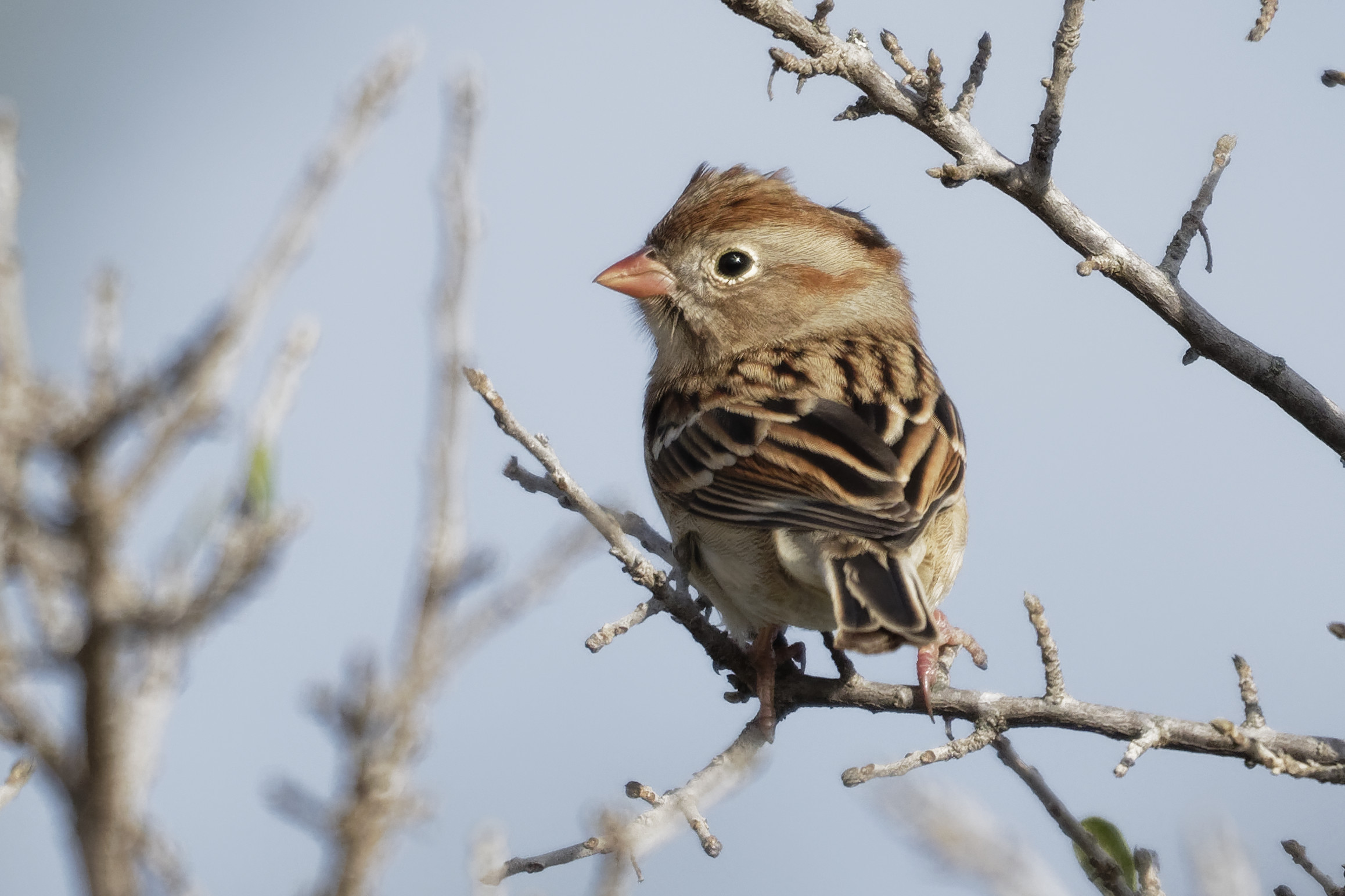 Species: Field Sparrow Photo Credit: Dina Perry Date: December 2018 Location: Stone Oak Park