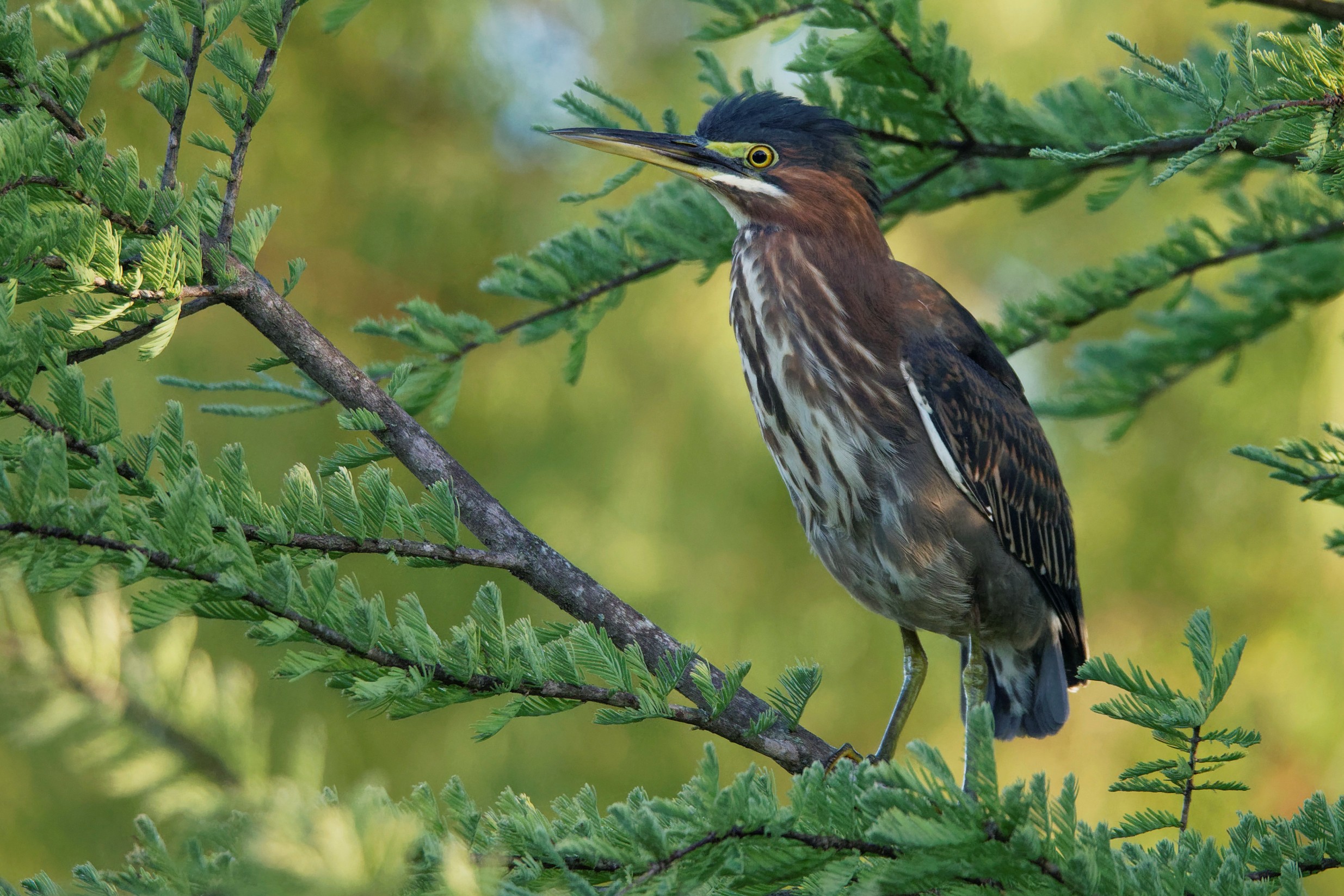 Species: Green Heron Photo Credit: Dina Perry Date: September 2018 Location: Cibolo Nature Center