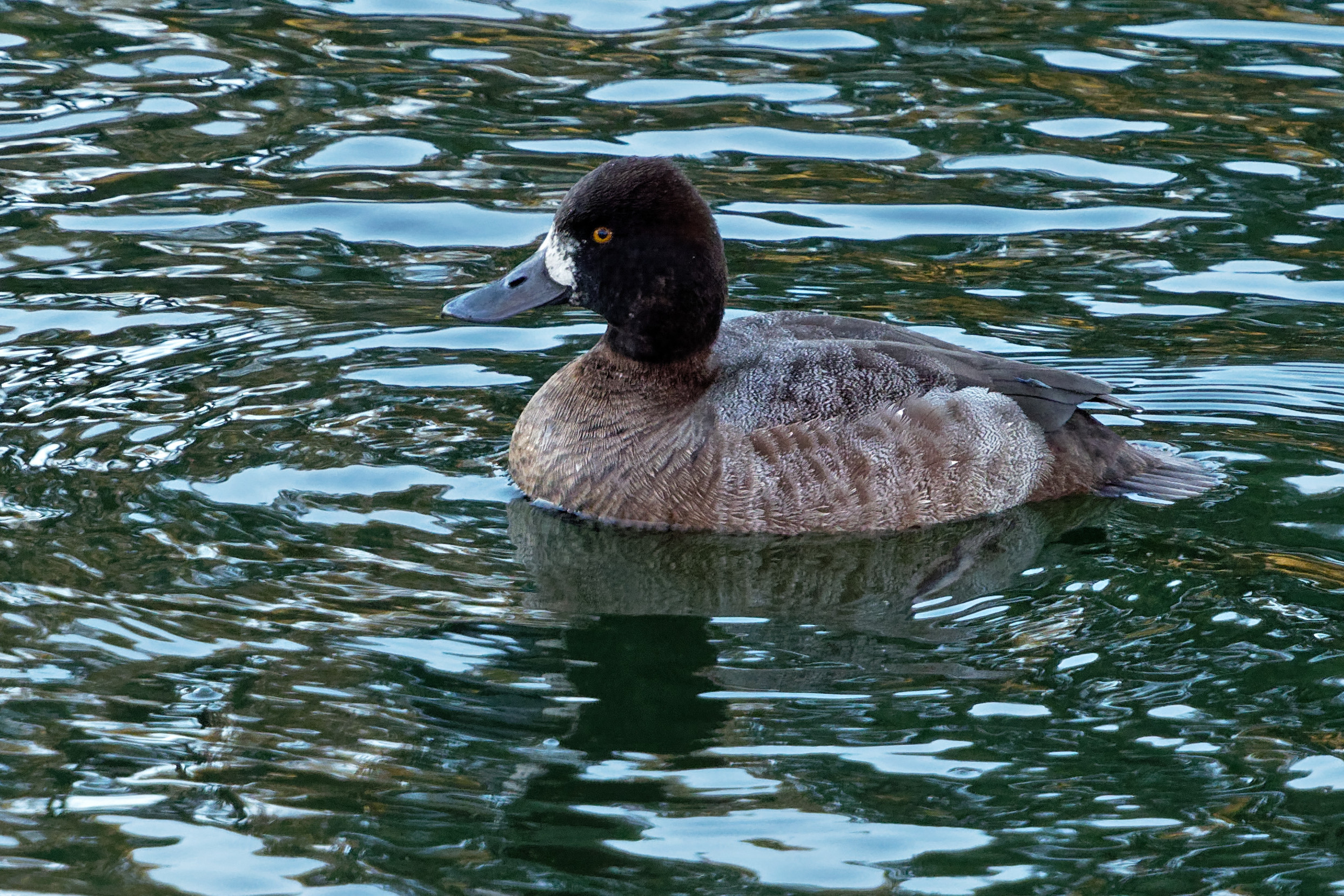 Species: Lesser Scaup (female) Photo Credit: Dina Perry Date: January 2018 Location: River Rd., Boerne