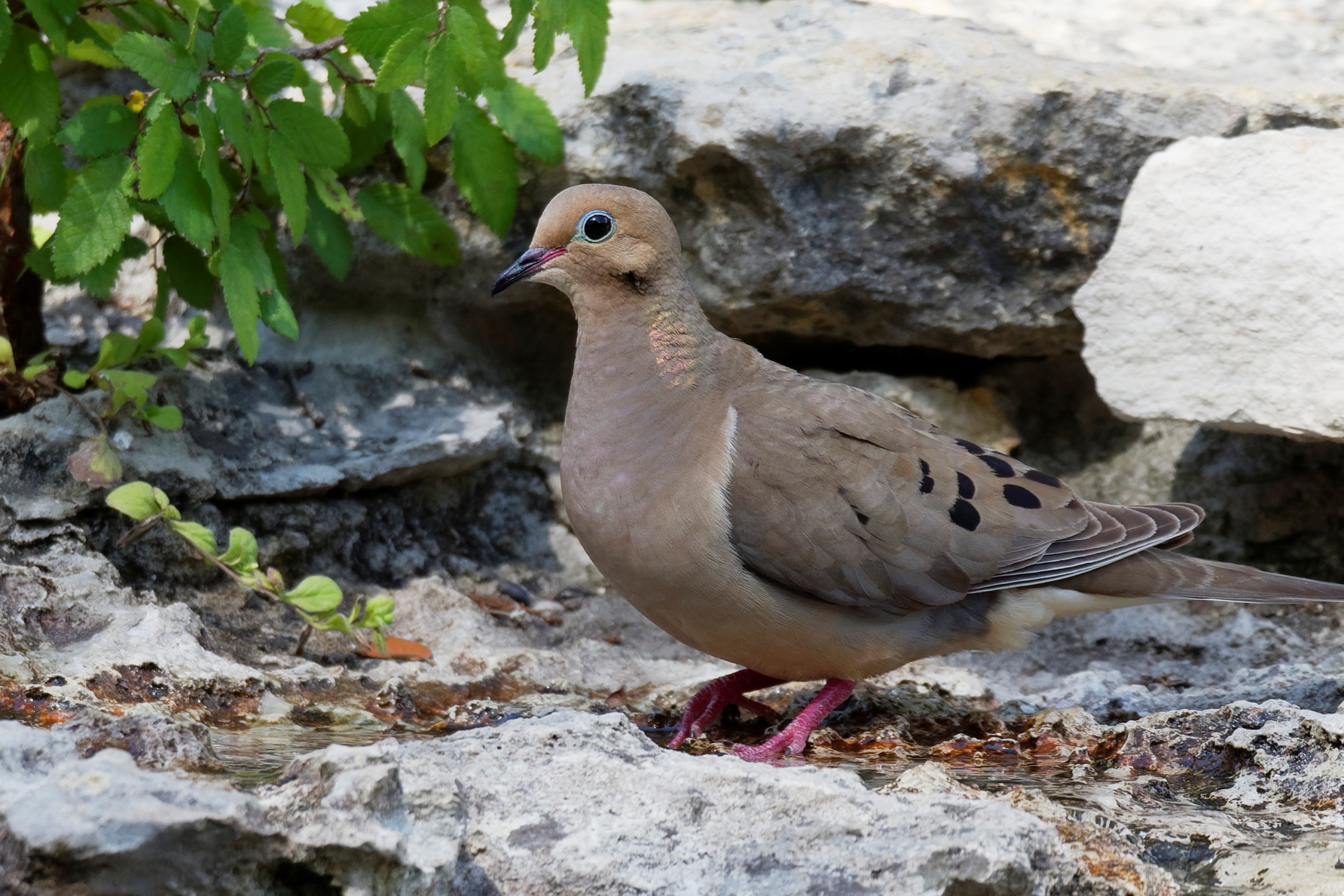 Species: Mourning Dove Photo Credit: Dina Perry Date: June 2018 Location: Guadalupe River SP