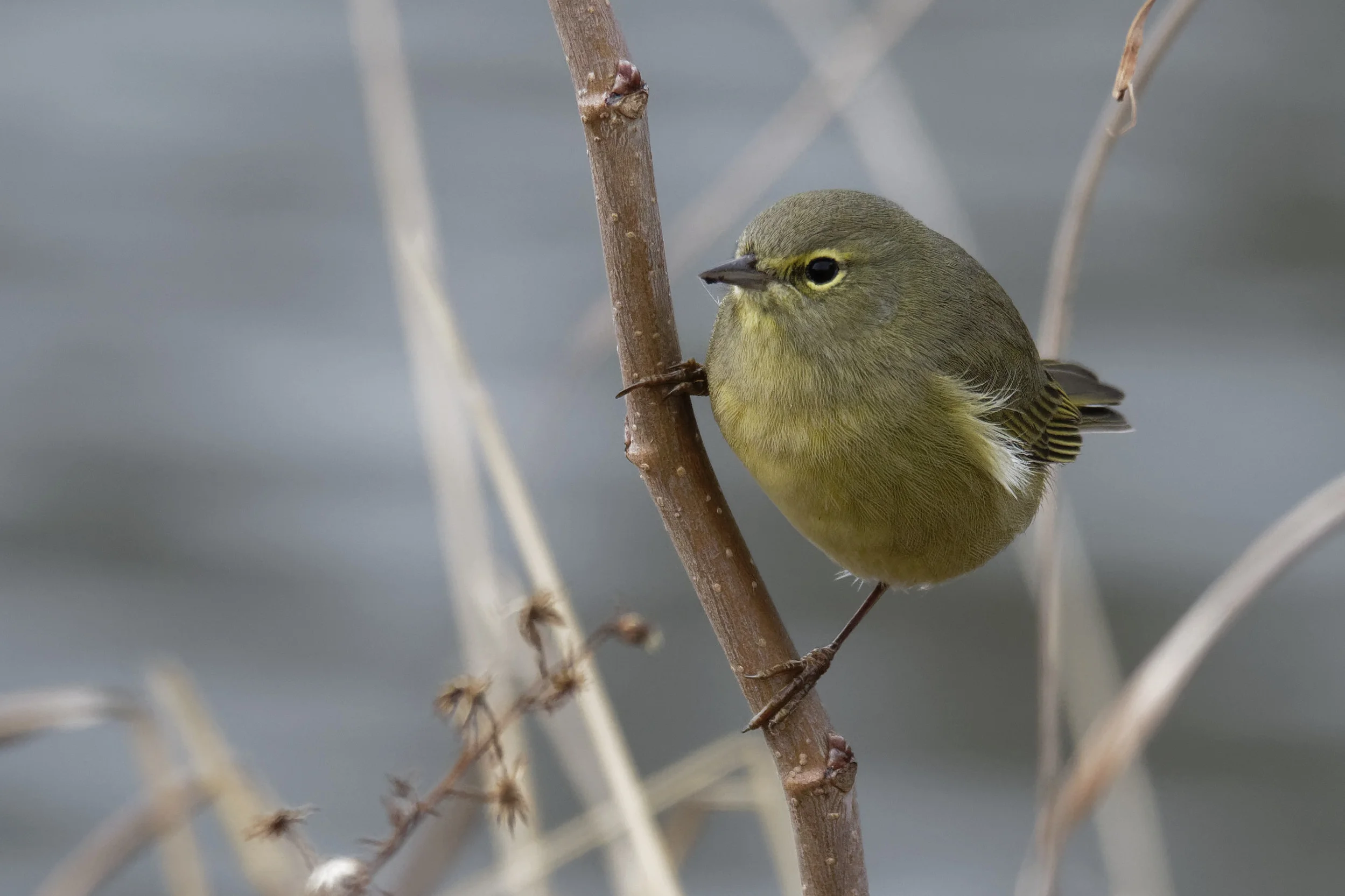 Species: Orange-crowned Warbler Photo Credit: Dina Perry Date: December 2018 Location: Woodlawn Lake