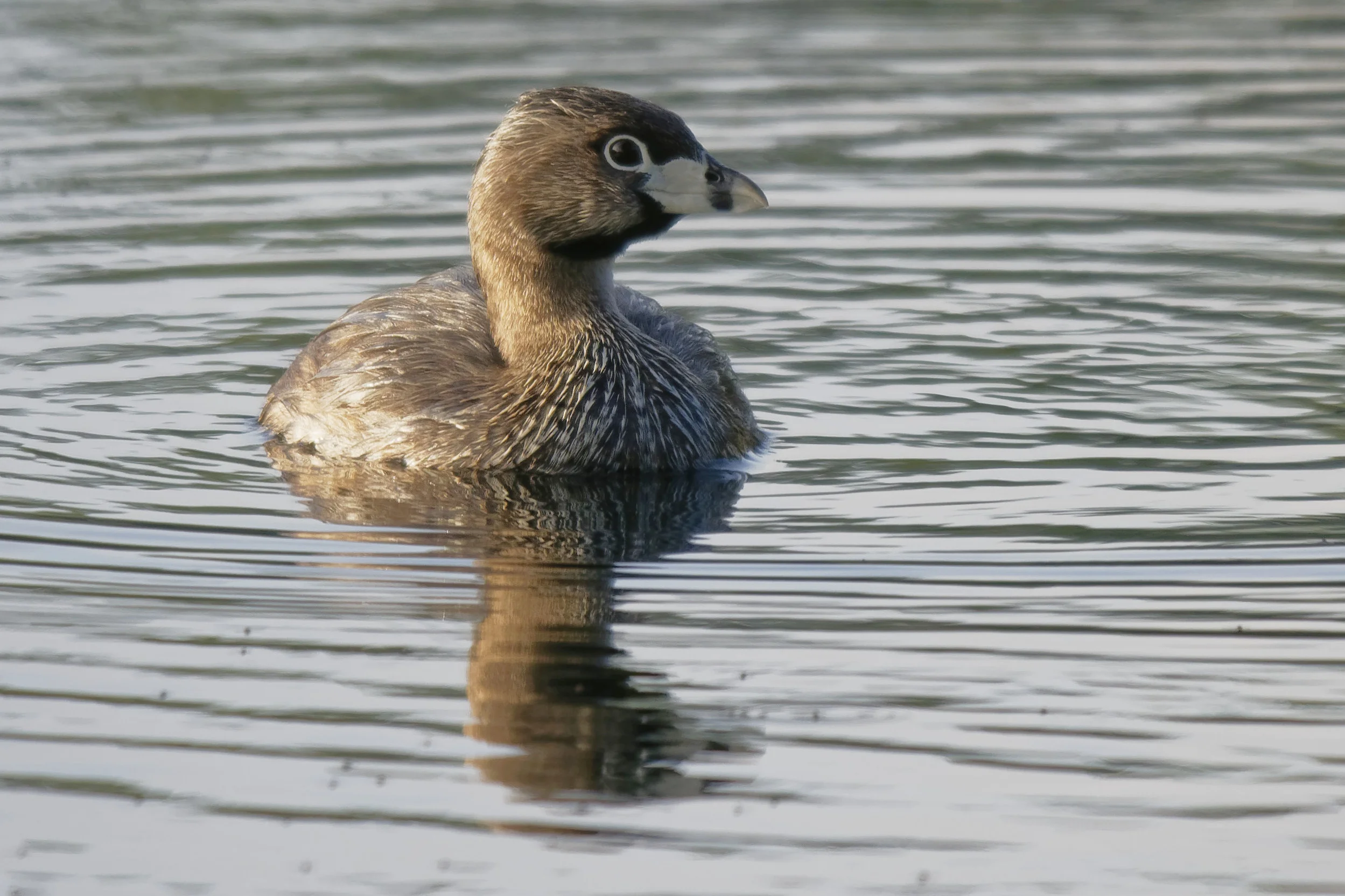 Species: Pied-billed Grebe Photo Credit: Dina Perry Date: July 2018 Location: Landa Park