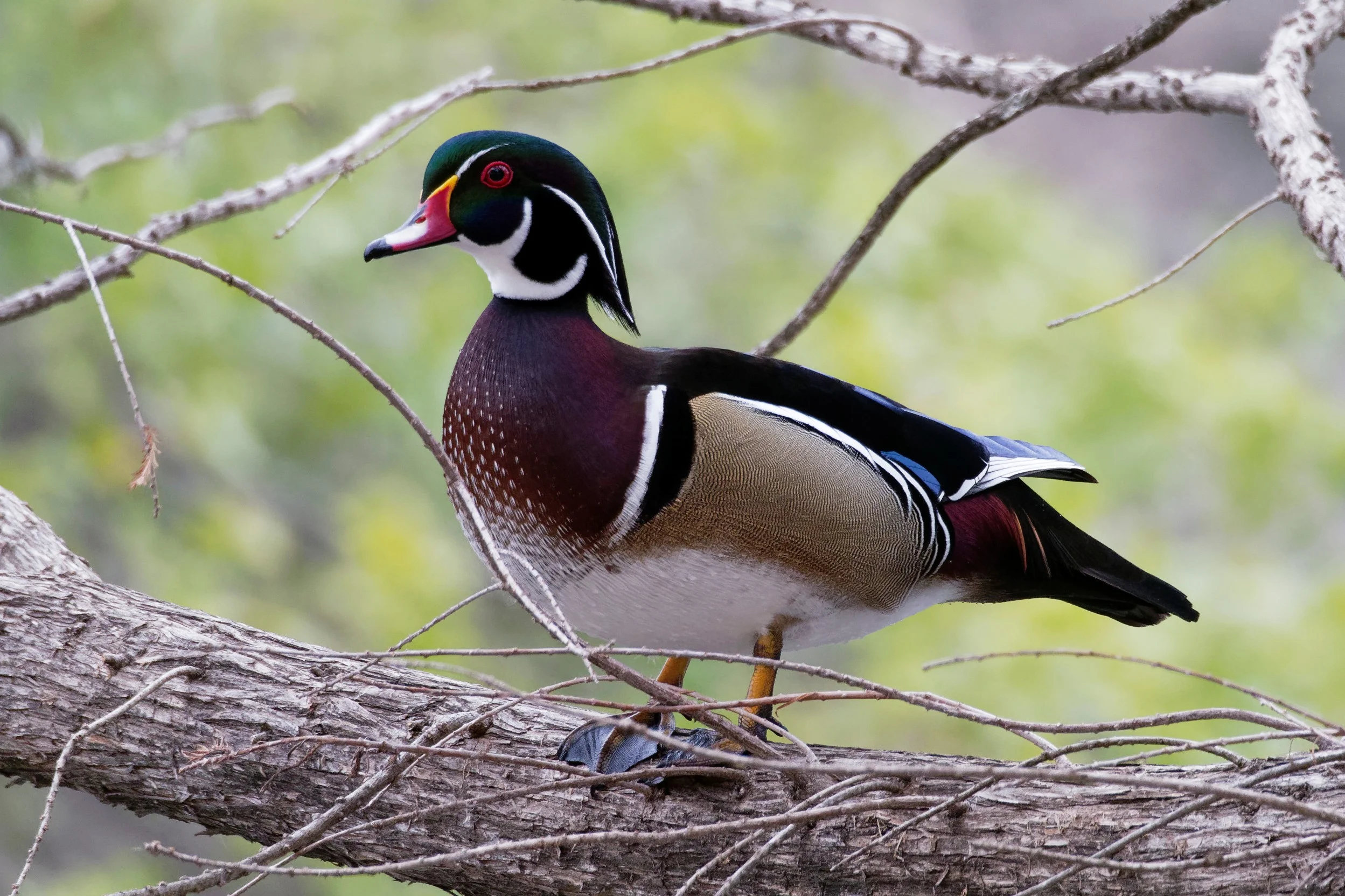 Species: Wood Duck Photo Credit: Dina Perry Date: February 2018 Location: Landa Park