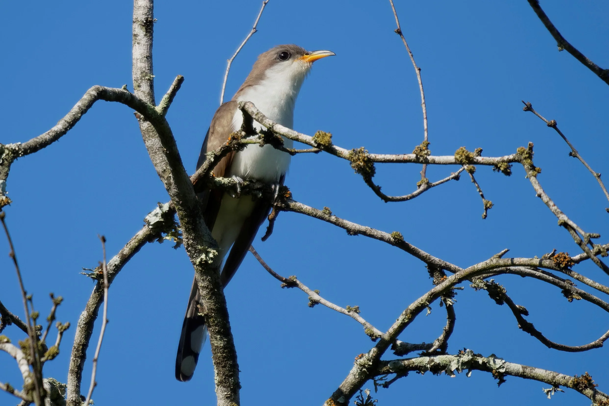 Species: Yellow-billed Cuckoo Photo Credit: Dina Perry Date: May 2018 Location: Crescent Bend Nature Park