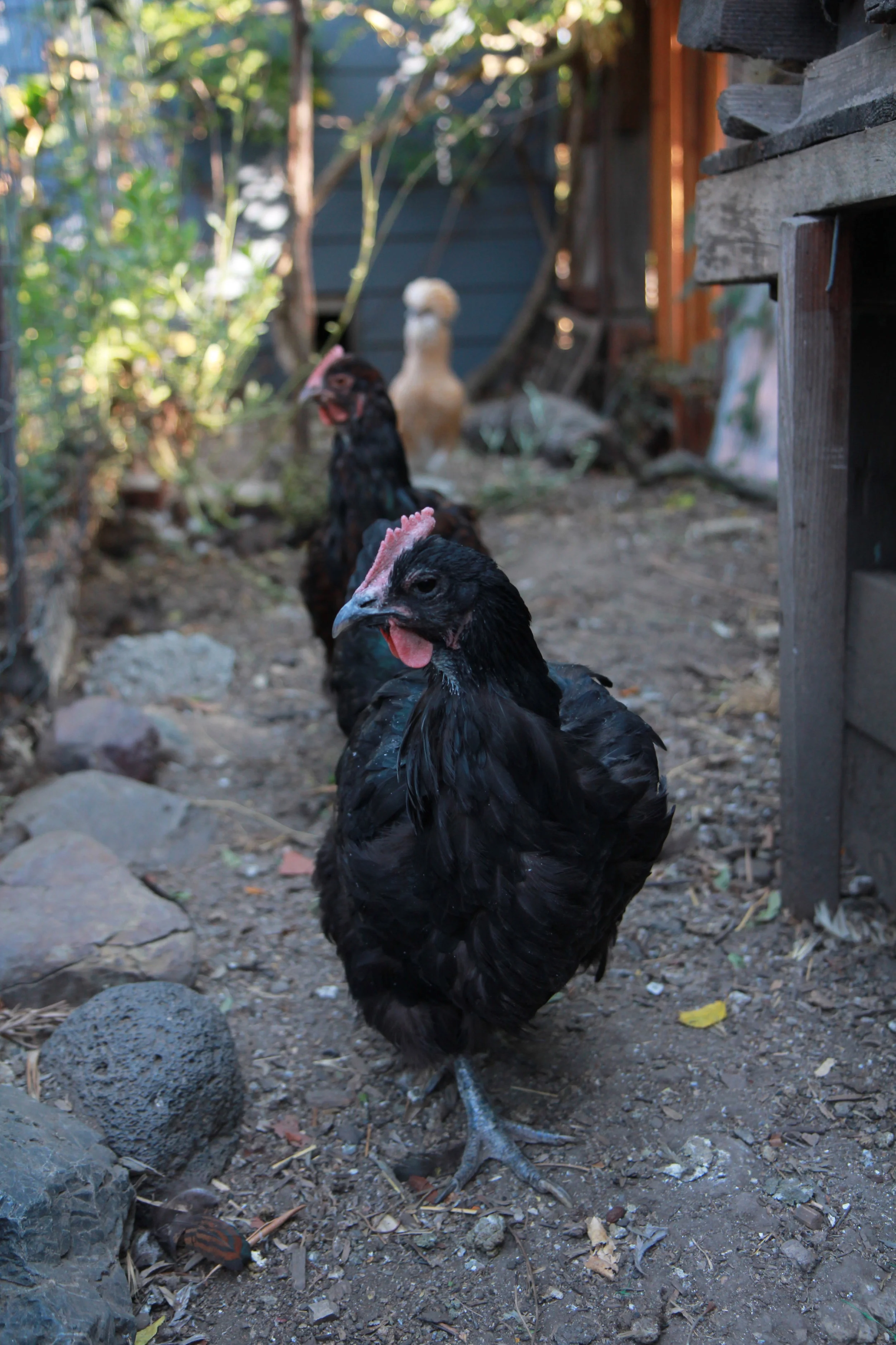 chicken heads.jpg