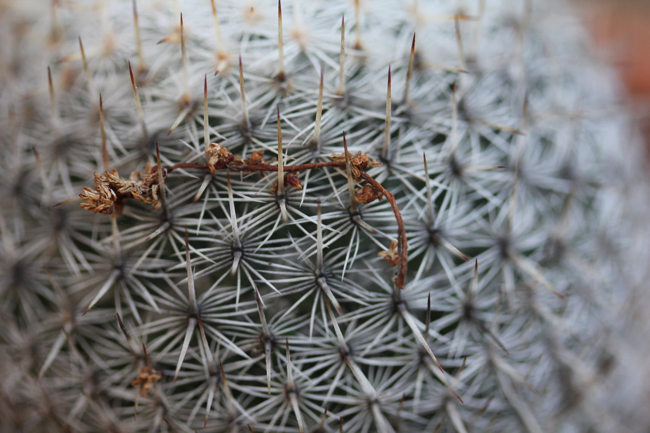 cactus .jpg