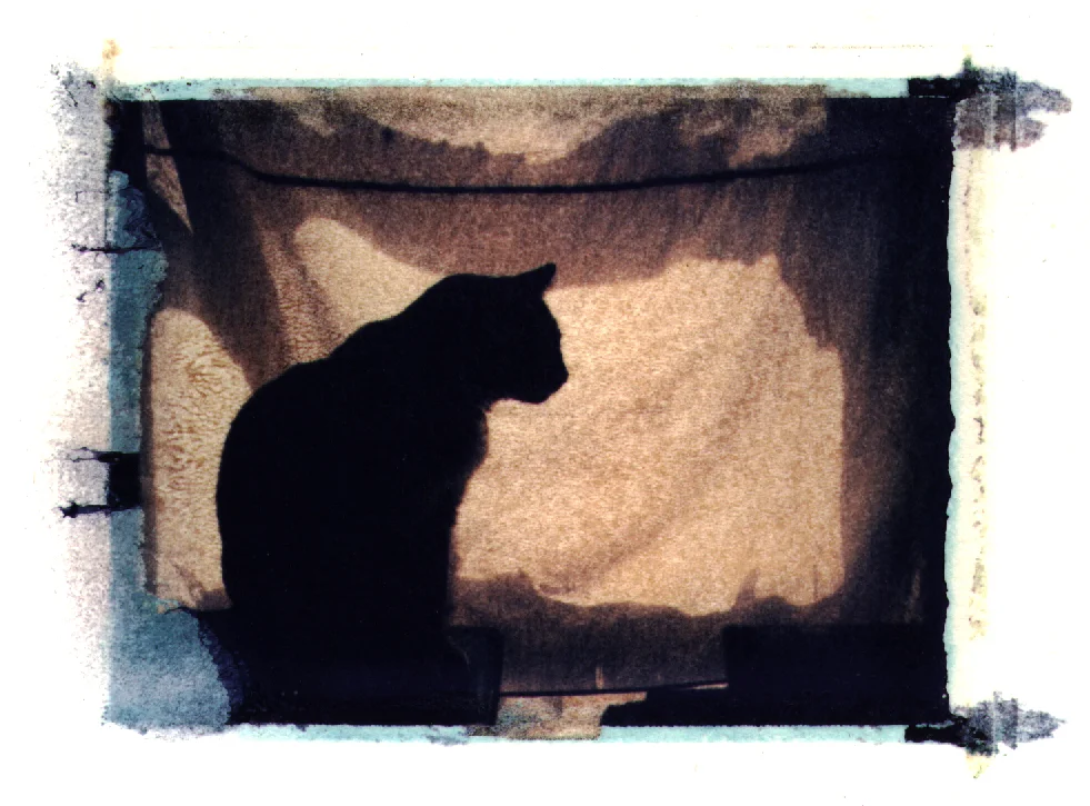 PolaroidCat.jpg