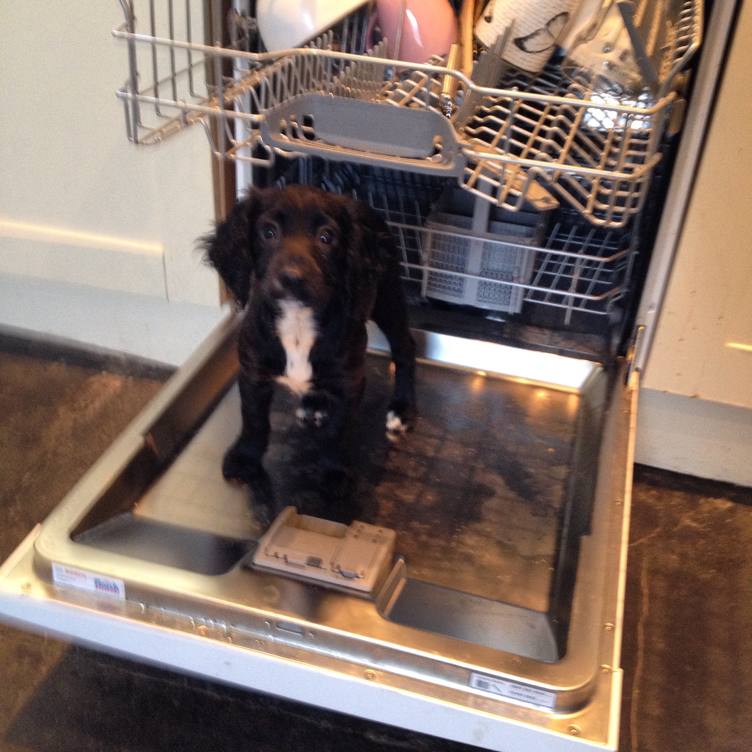 lisa's dog grooming