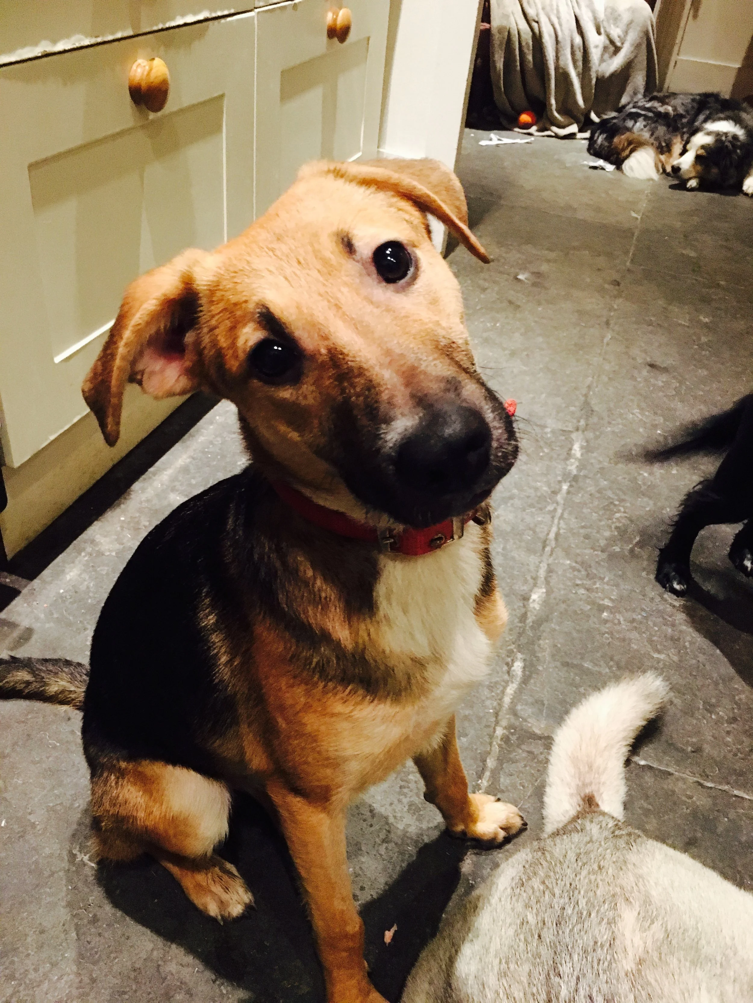 This is Tess, a rescue dog i have recently adopted.