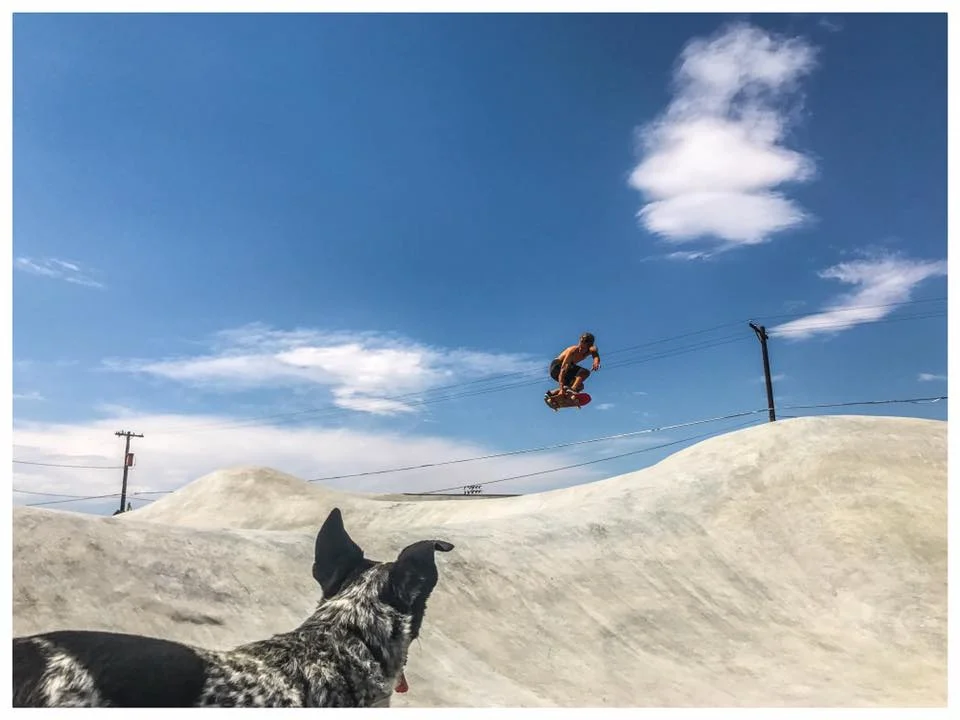 Noot the dog is never one to miss a session