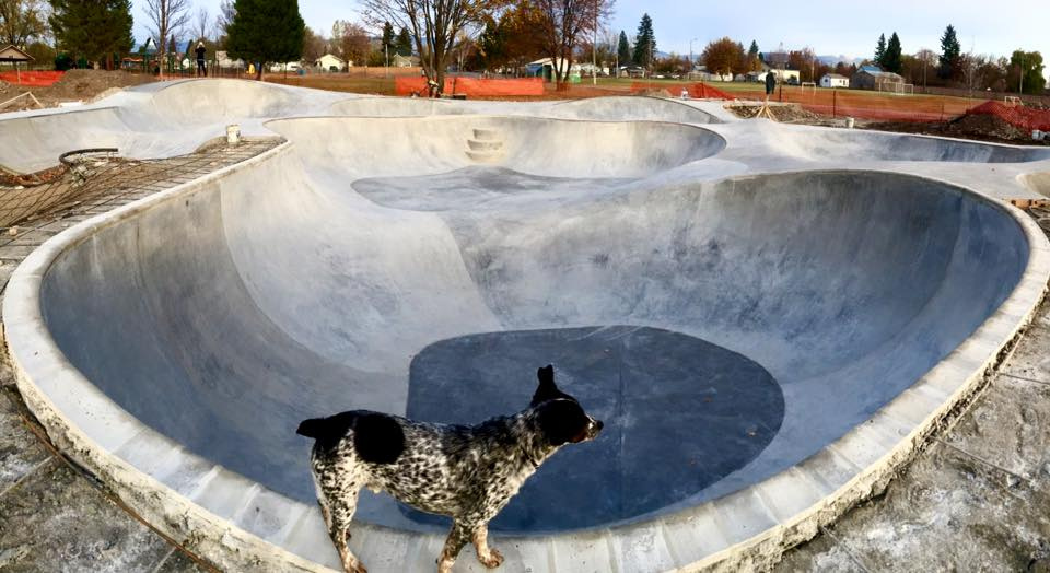 Noot the Dog checks out the Montana Pool Service Bowl