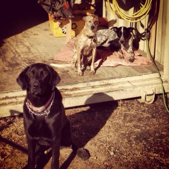 Site dogs
