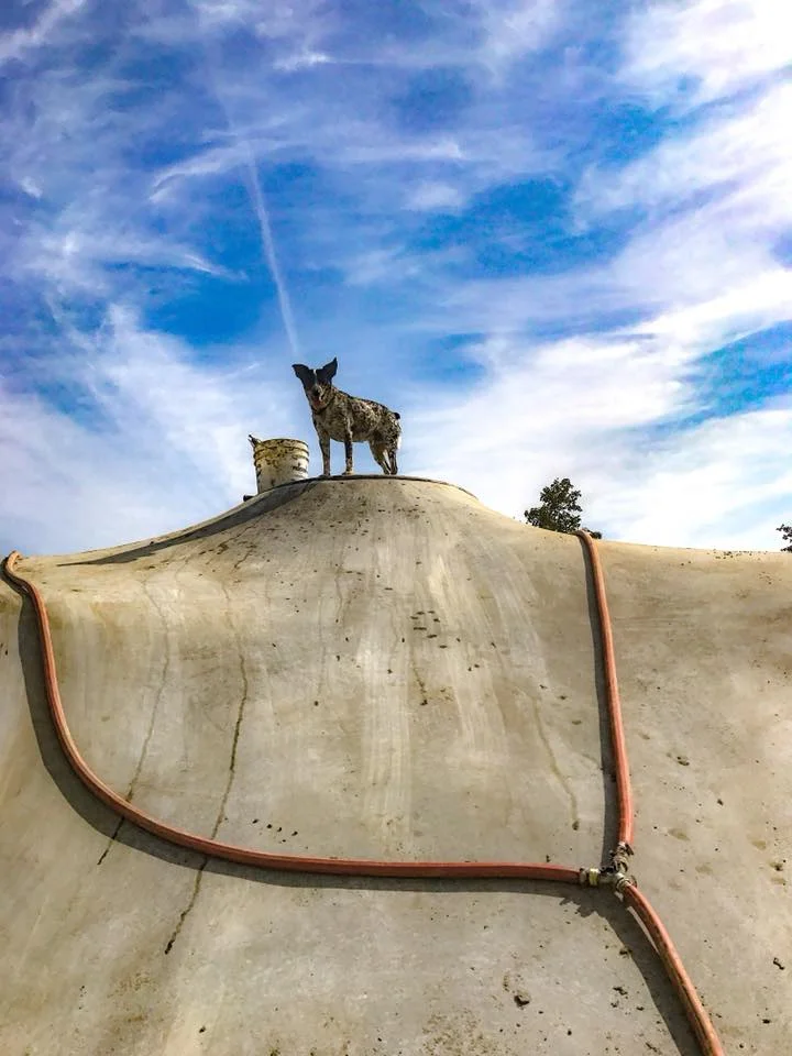 Sterling Heights, Michigan Skatepark