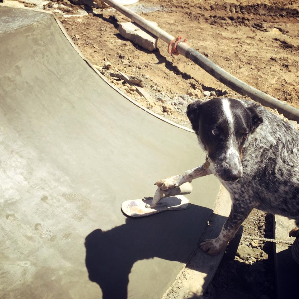 Noot the Dog is finally getting the hang of finishing concrete