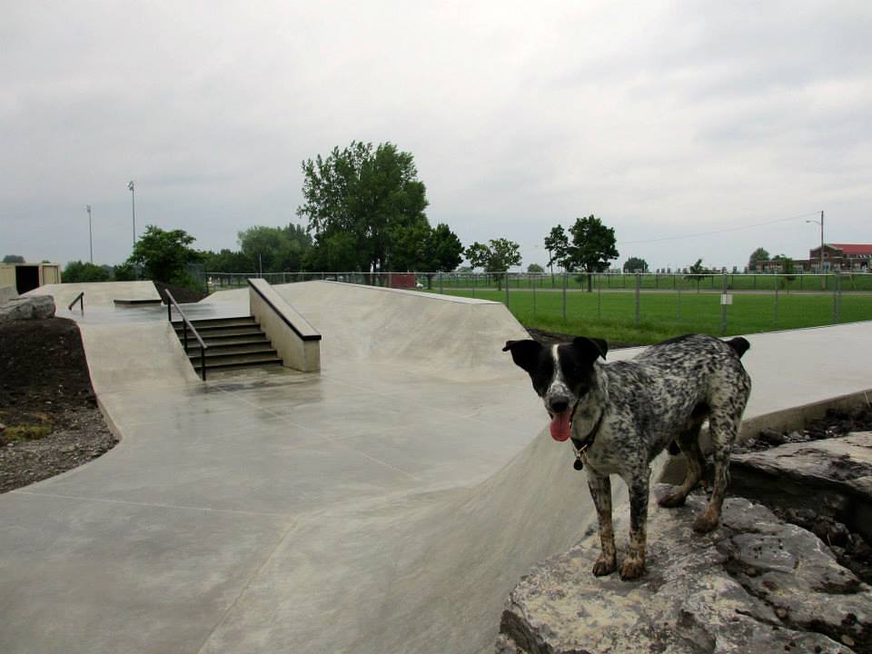 Noot overlooks the Buffalo, New York Skate Plaza