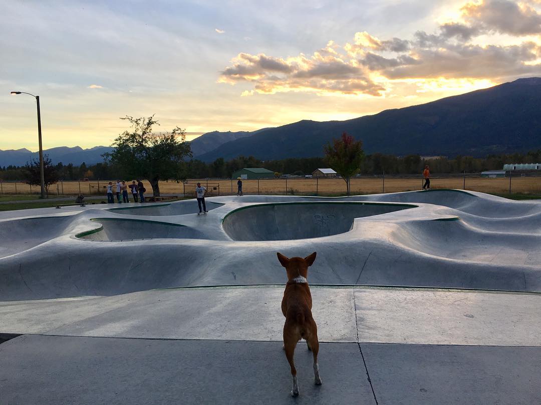 Fall golden hour session in Stevensville, Montana 😎 