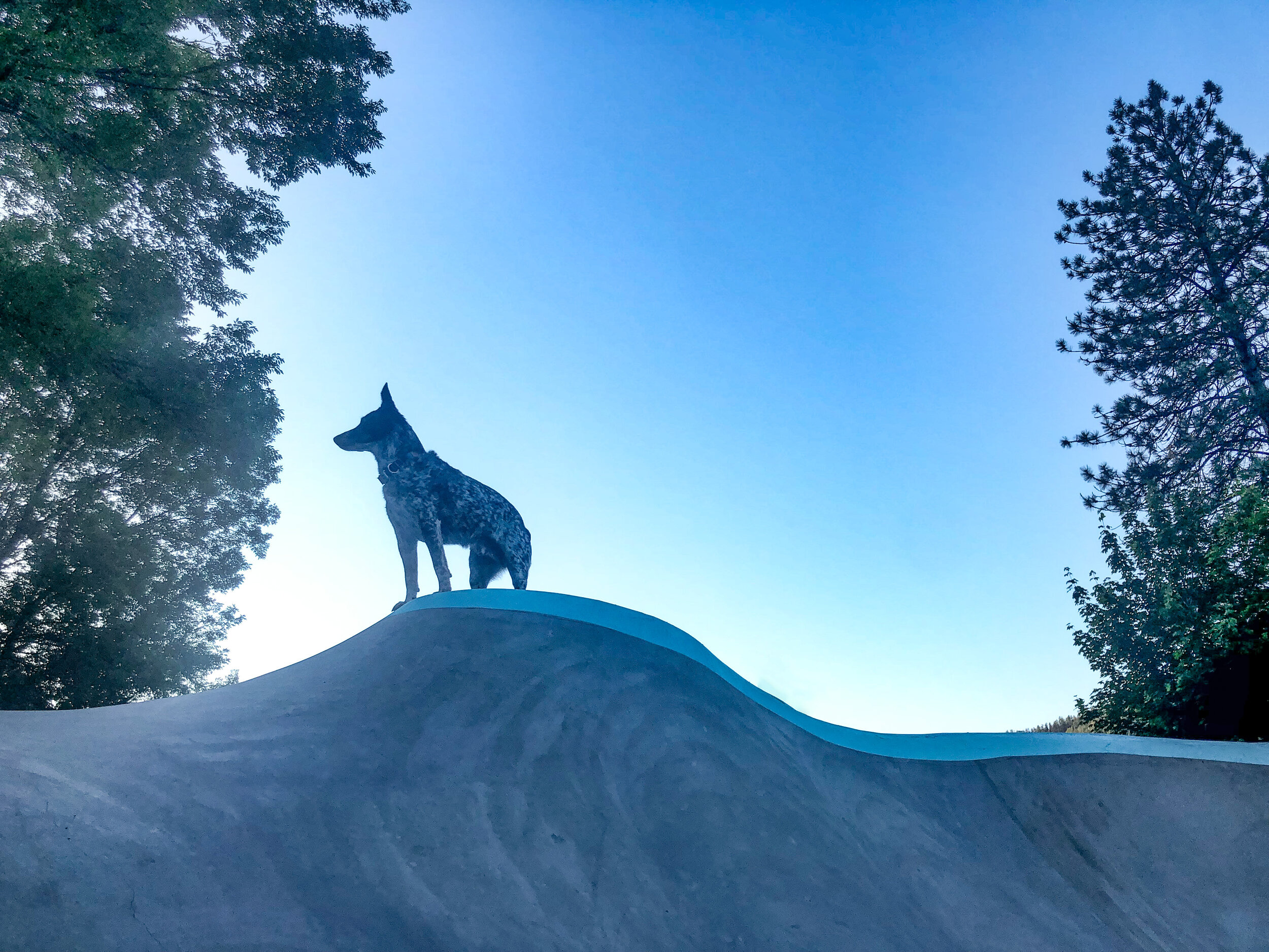 #nootthedog loves a fresh skatepark 💯 Alberton, Montana
