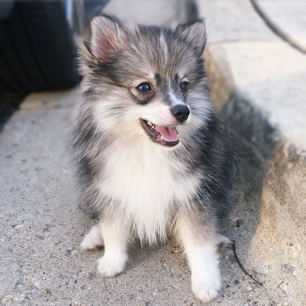 pomsky fluffy