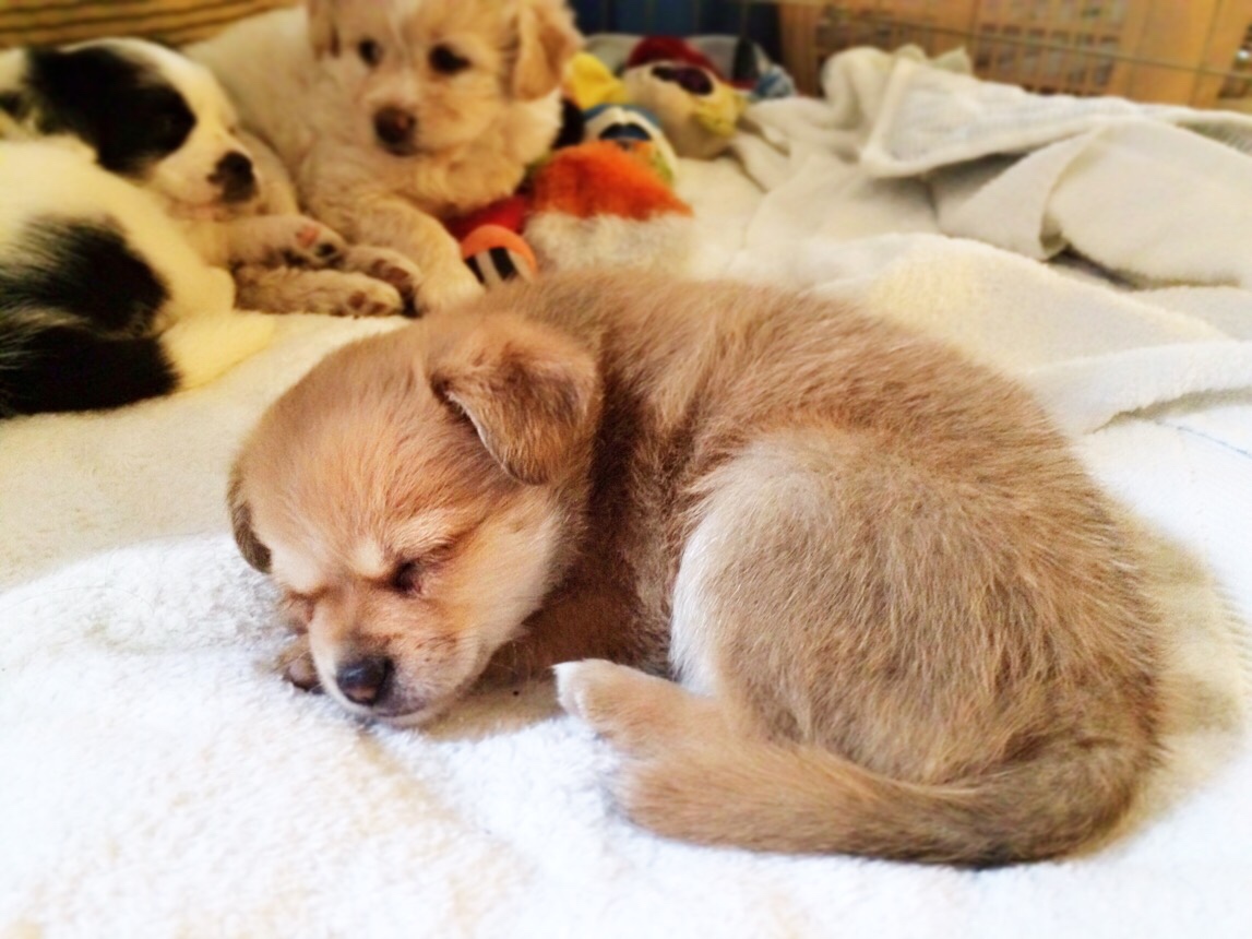 Evie at her foster mom's house, with her two sisters in the background