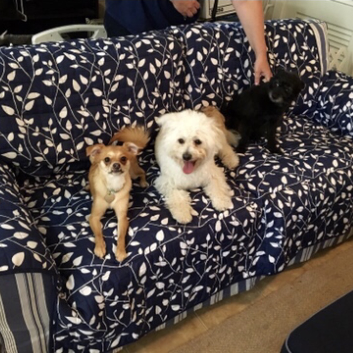 Evie's first birthday! We celebrated the pups' first birthday at their foster mom, Cindi's house. The white dog is Gabi, Evie's sister, originally named Mayo. And the black dog is Pickles, their mom! 